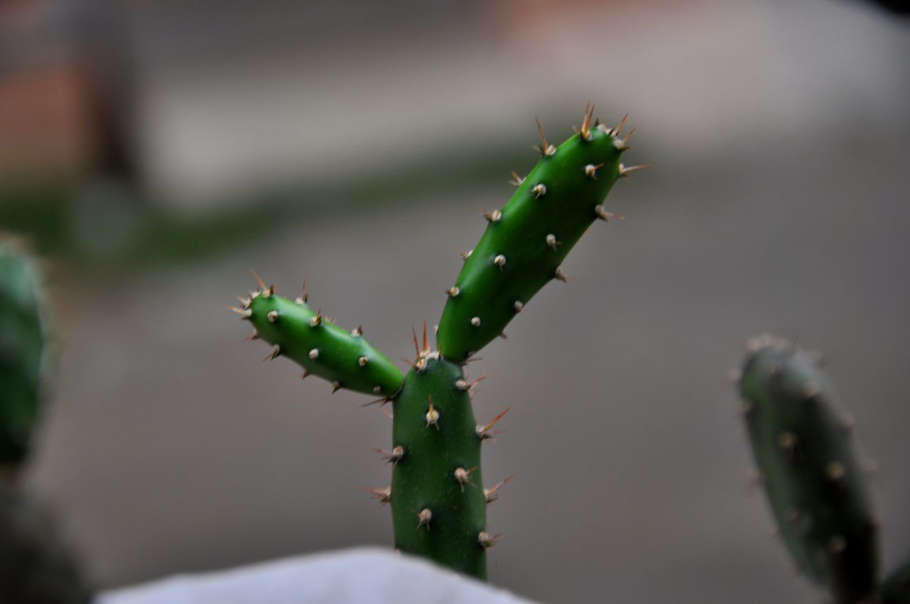 Cactus Stock Free