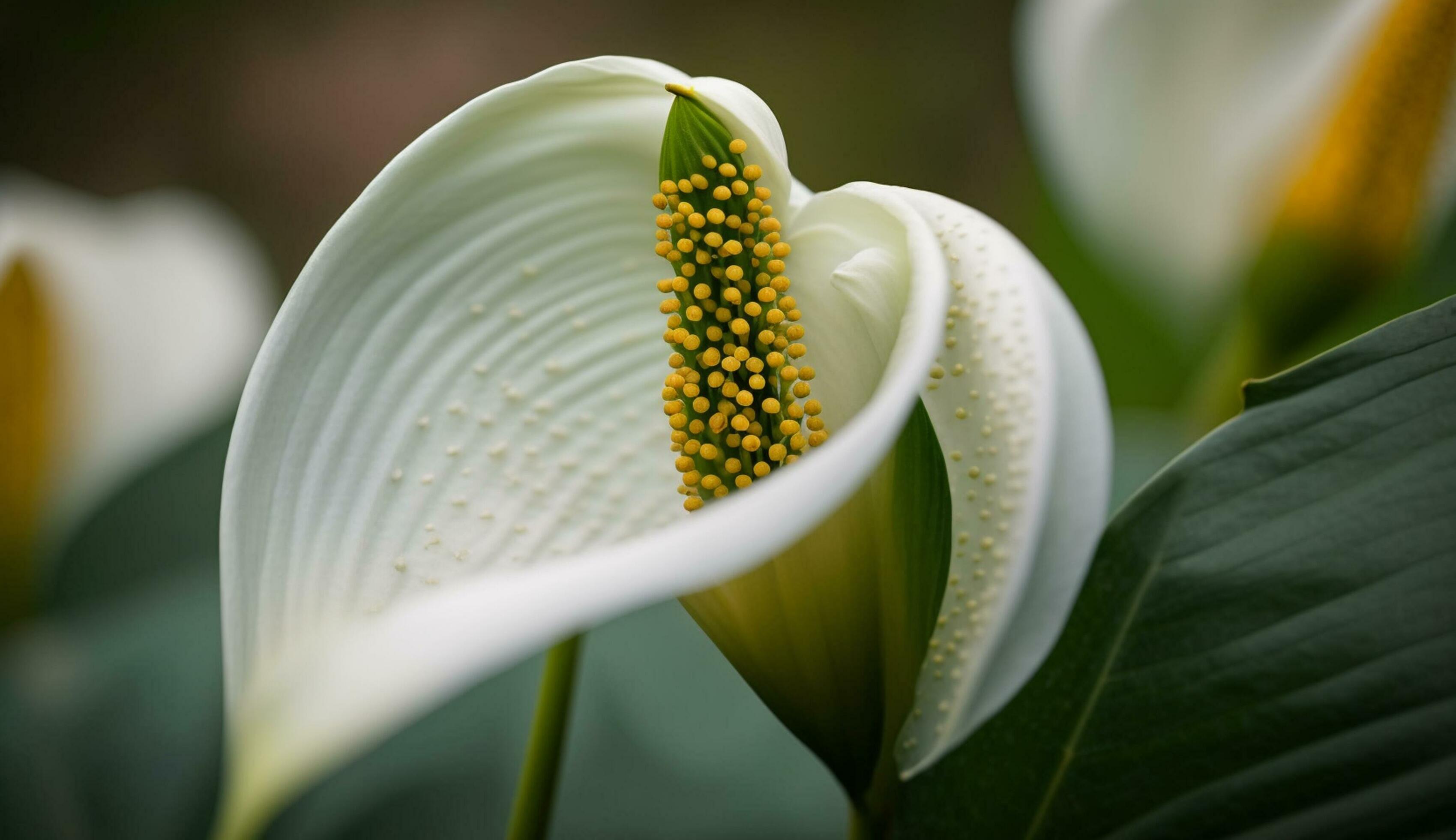 Nature elegant beauty captured in a single flower generated by AI Stock Free