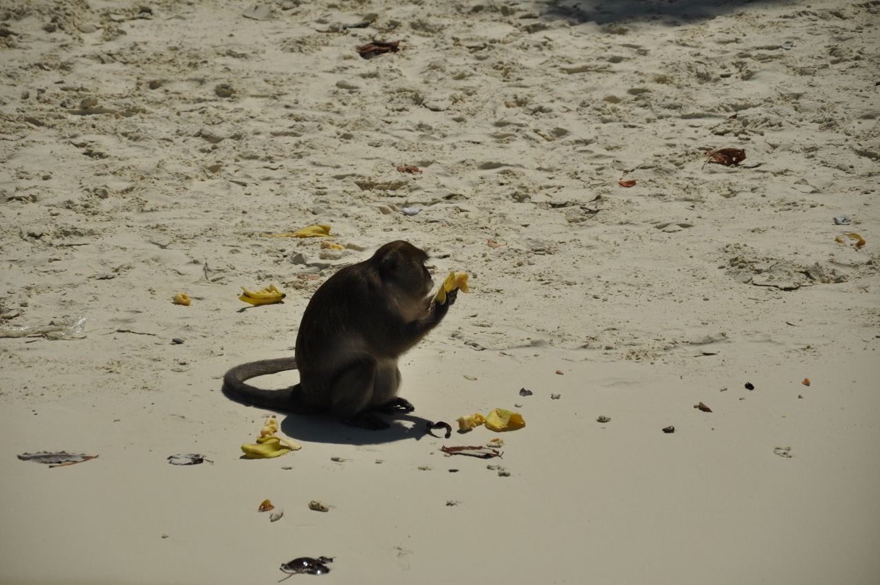 Monkey Eating Beach Stock Free