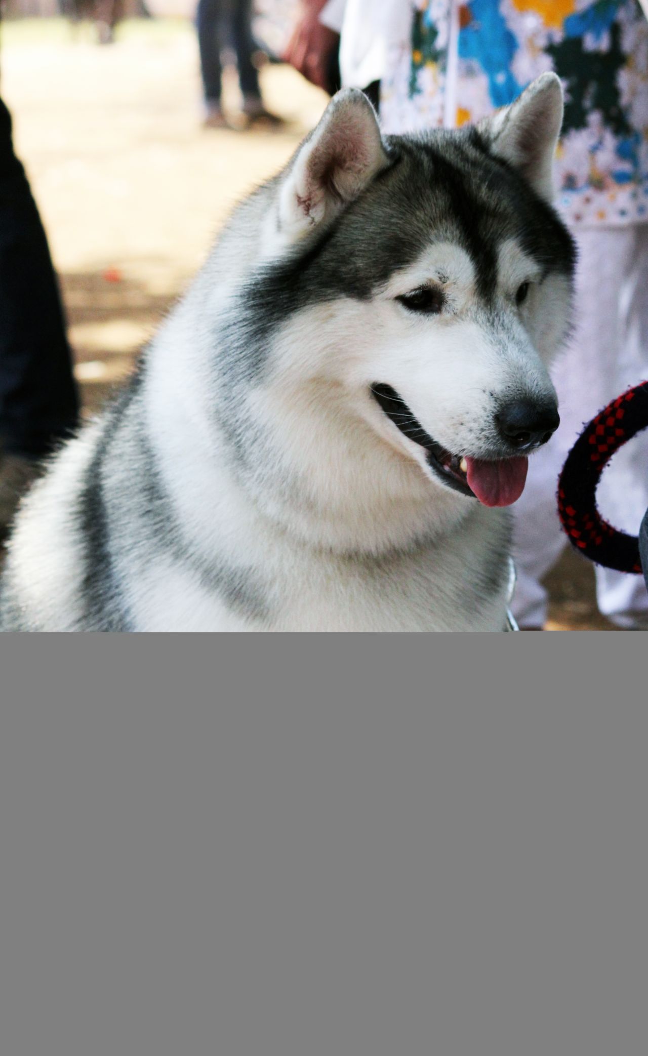 Siberian Husky Beautiful Dog Stock Free