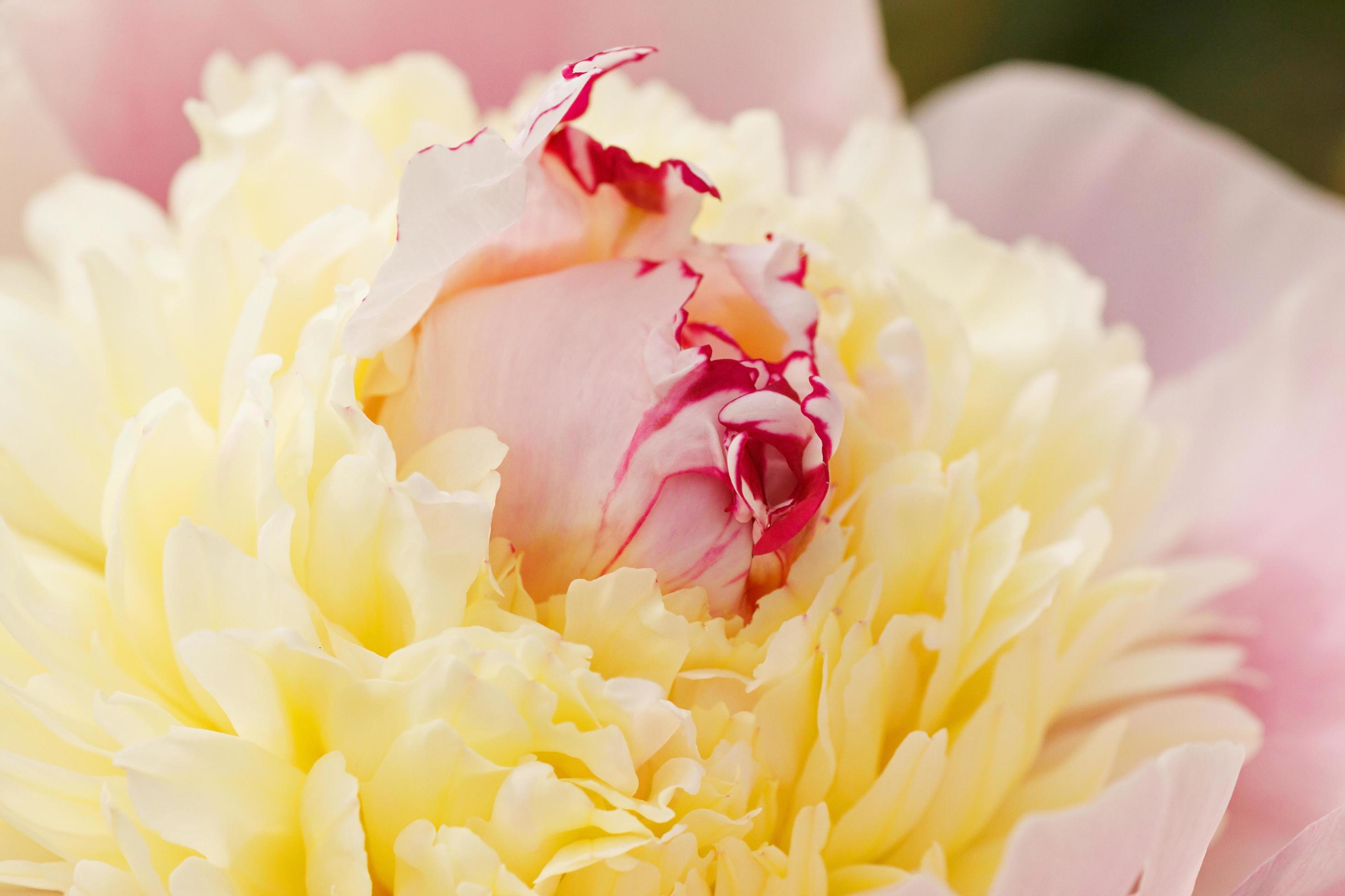 close up of peony flower Stock Free