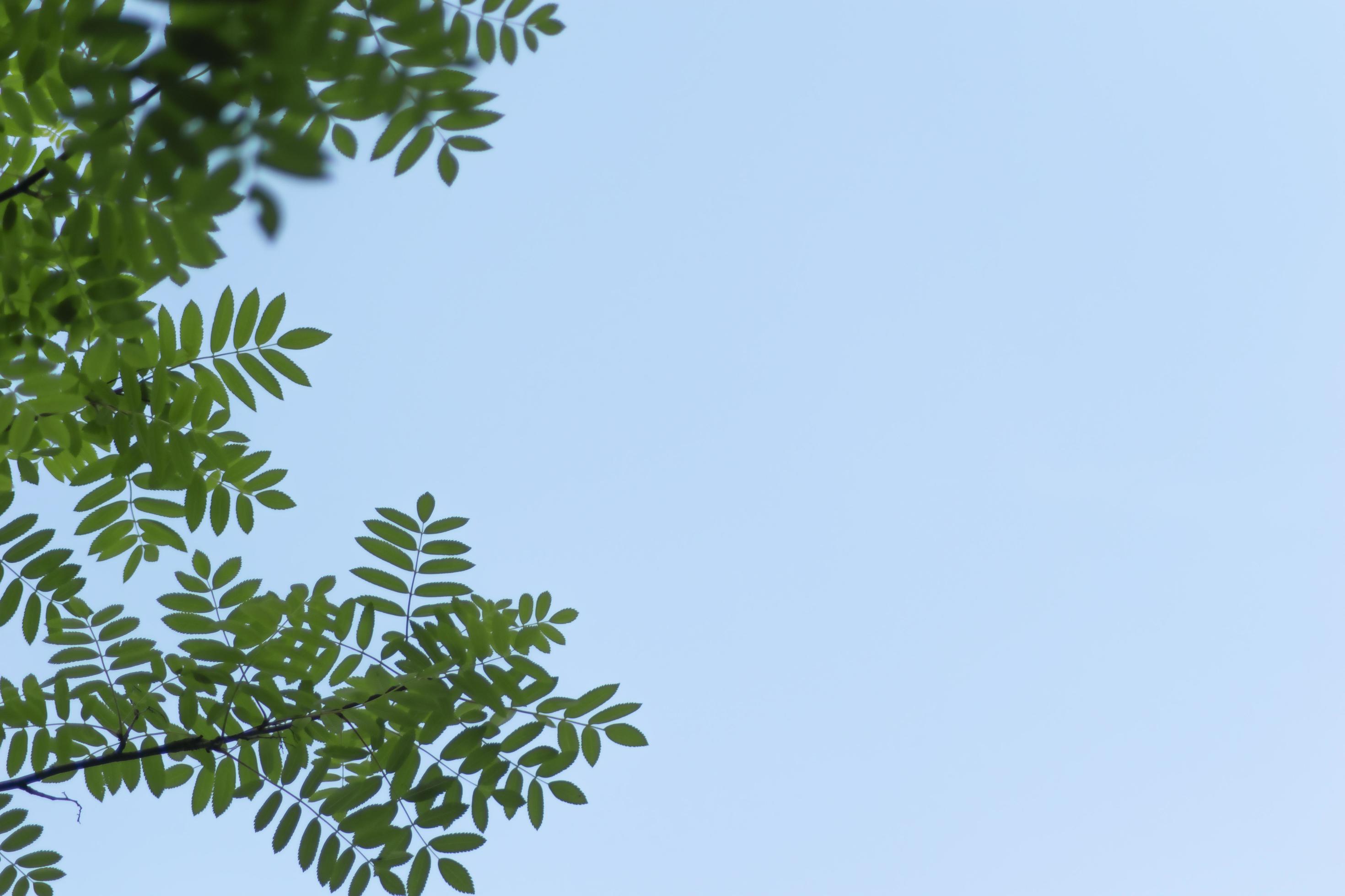 abstract green bokeh nature leaves texture on blue sky background Stock Free