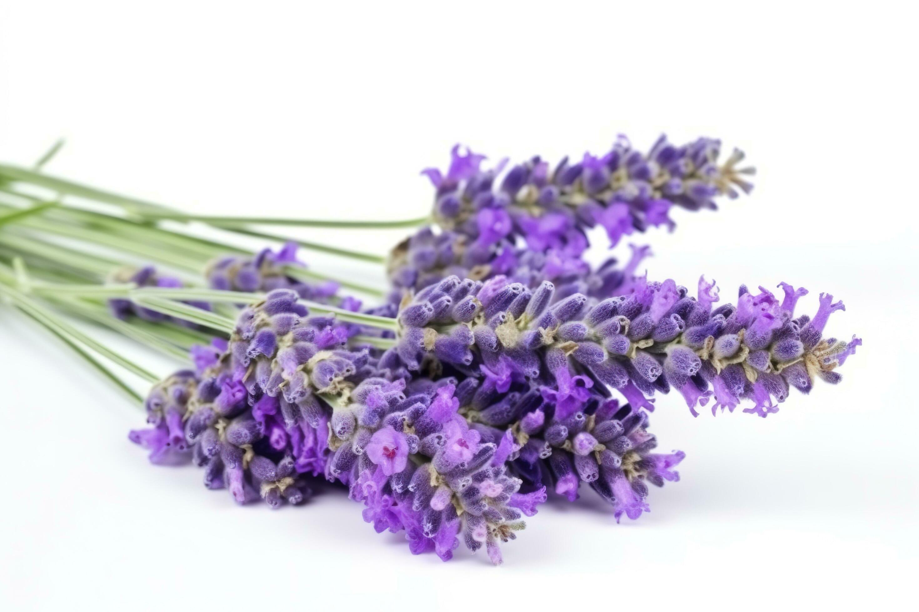 Beautiful lavender flowers on white background, generate ai Stock Free