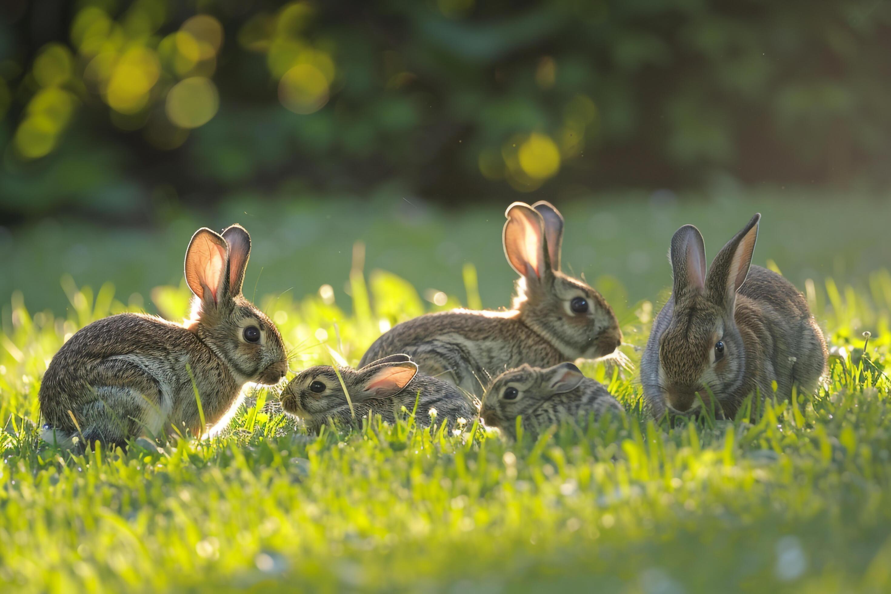 Family of Rabbits Nibbling on Fresh Green Grass in a Sunlit Meadow Nature Background Stock Free