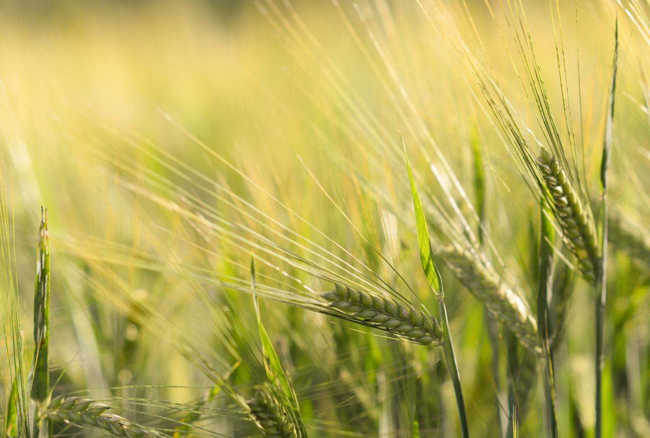 Wheats in the field Stock Free