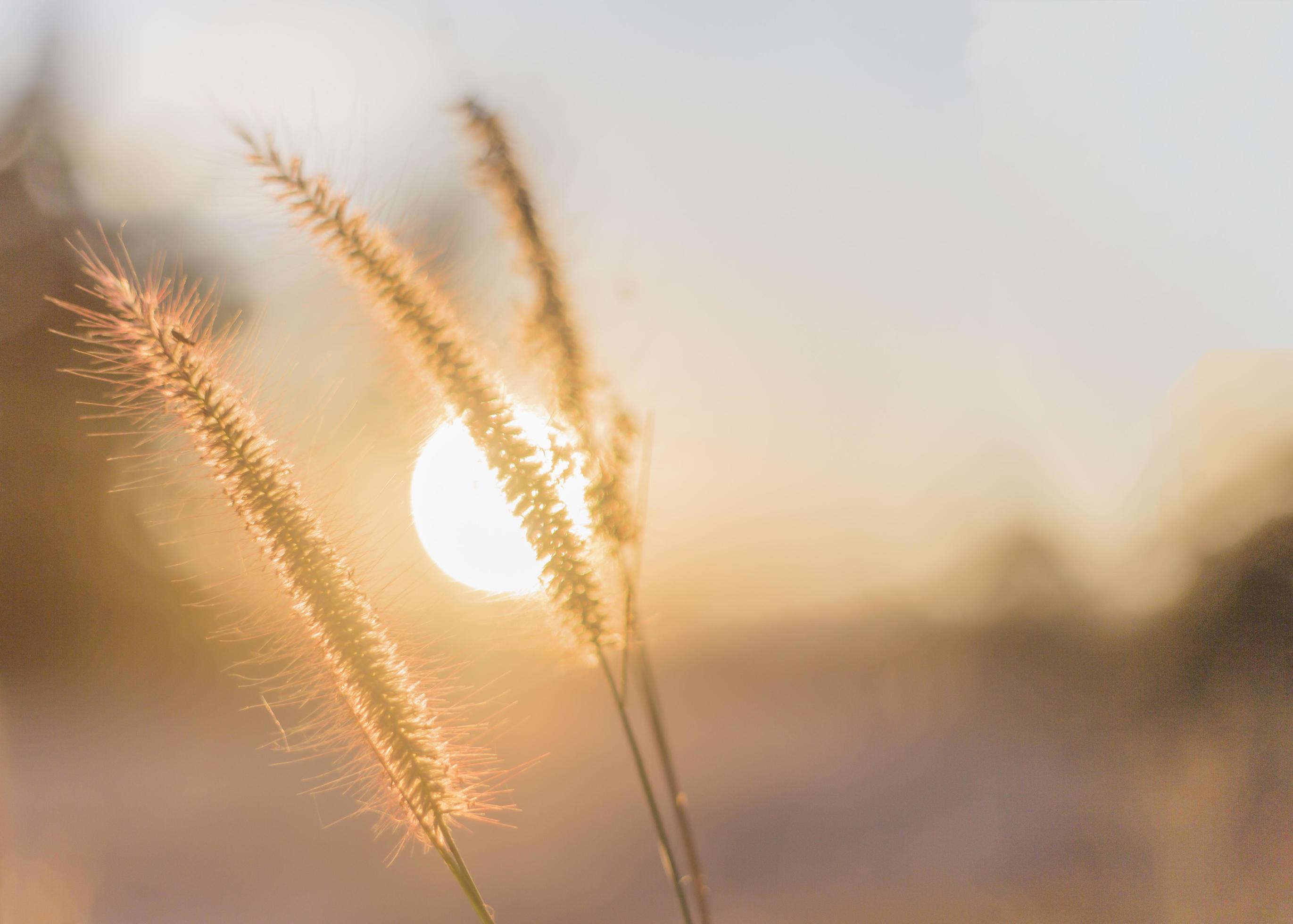 landscape fantastic sunset on the wheat field sunbeams glare Stock Free