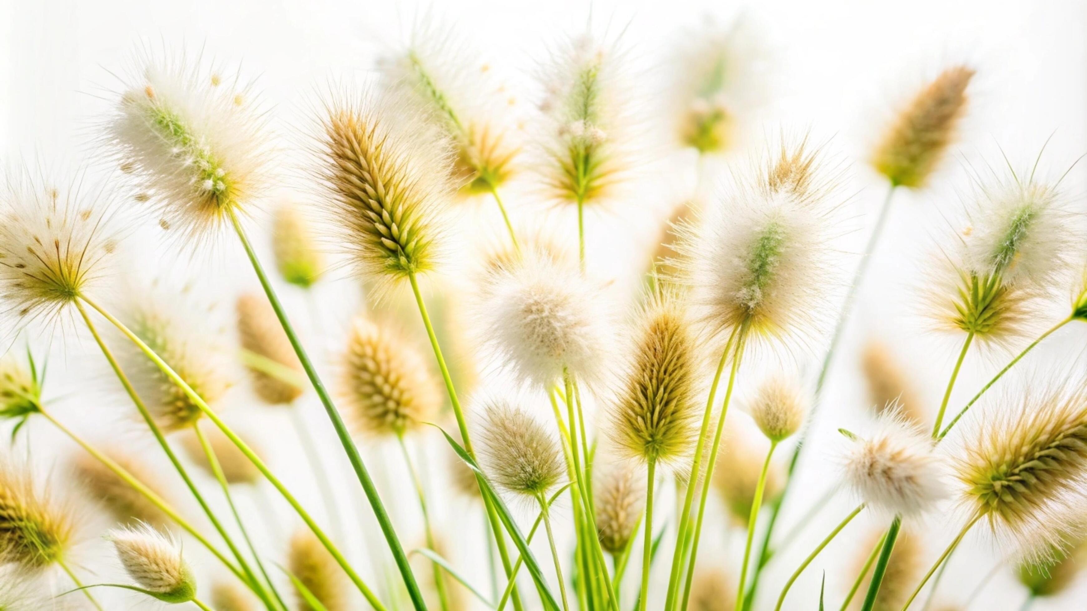 Blooming grass flowers on a white background. Stock Free