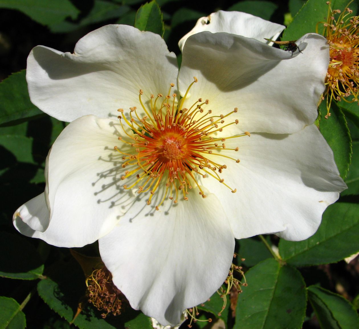 White wild rose Stock Free