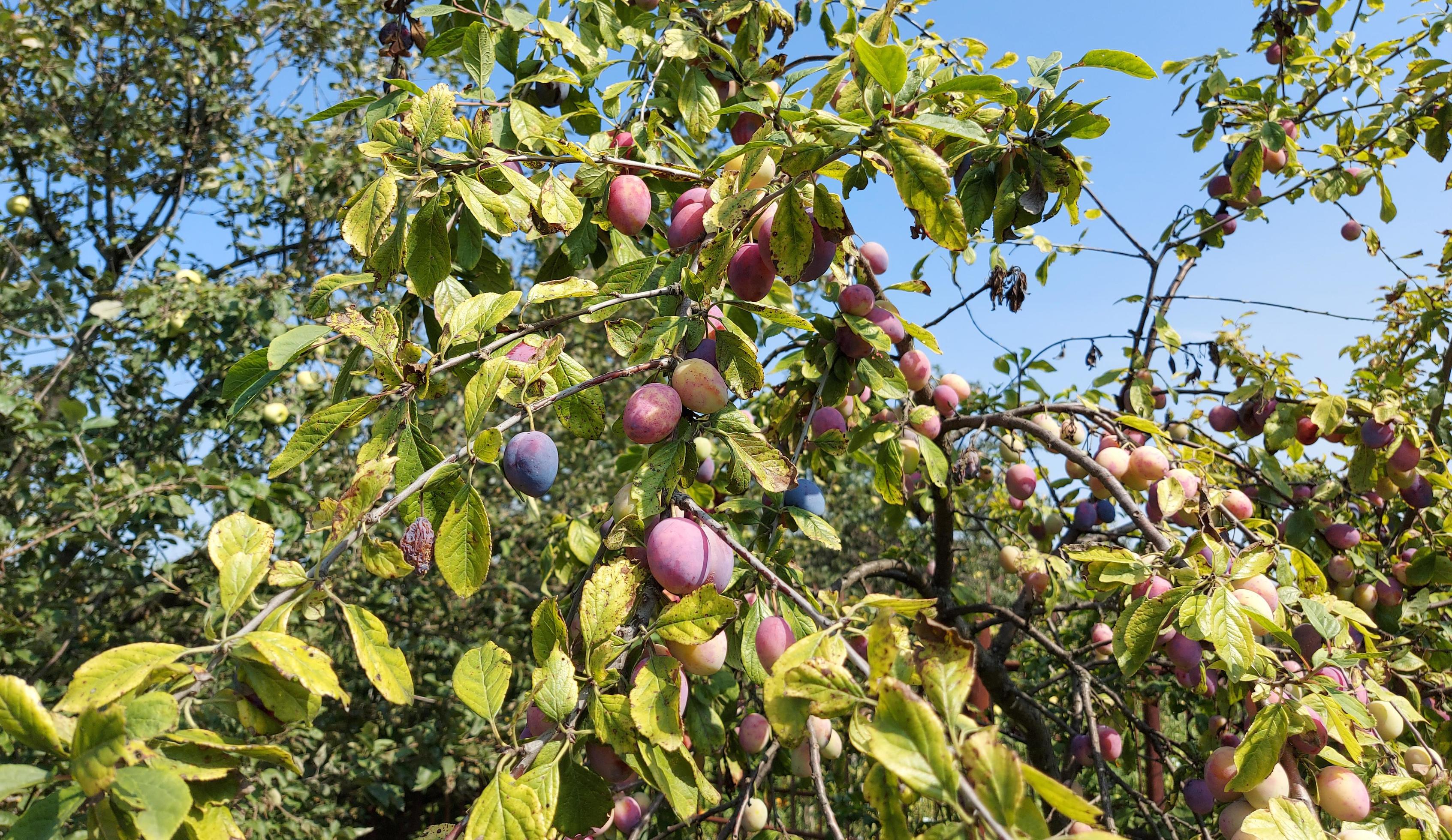 
									plum growing in the garden on the branches. food, plant, tree. summer, fruit, gardening. Stock Free