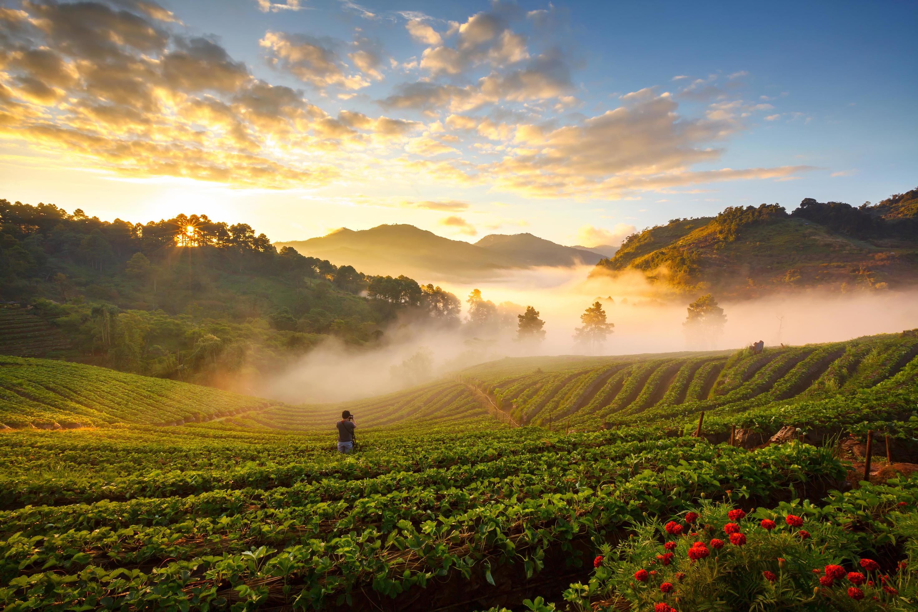 Photographers were photographing misty morning sunrise in strawberry garden at Doi angkhang mountain, chiangmai thailand Stock Free