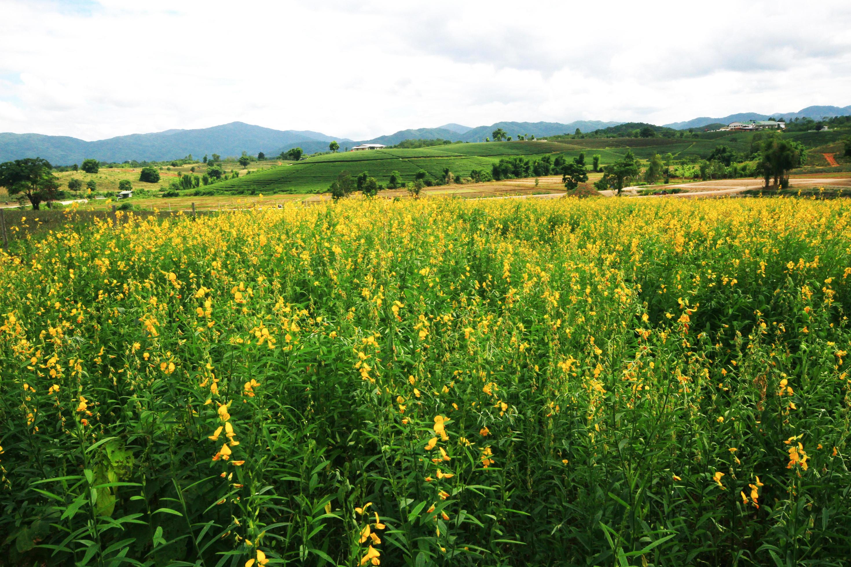 Beautiful yellow Sun hemp flowers or Crotalaria juncea farm on the mountain in Thailand.A type of legume. Stock Free