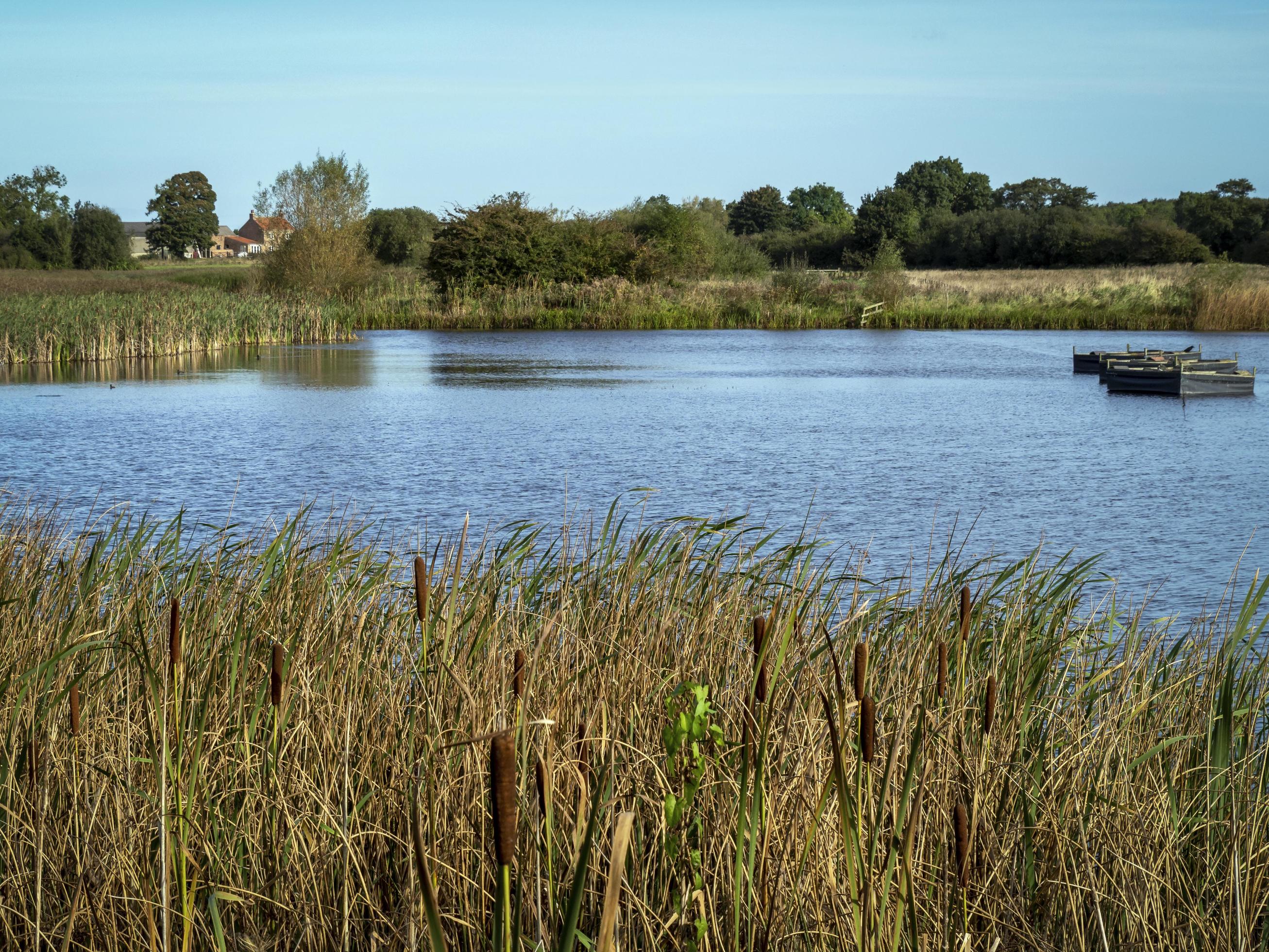 Lake in Staveley Nature Reserve, North Yorkshire, England Stock Free