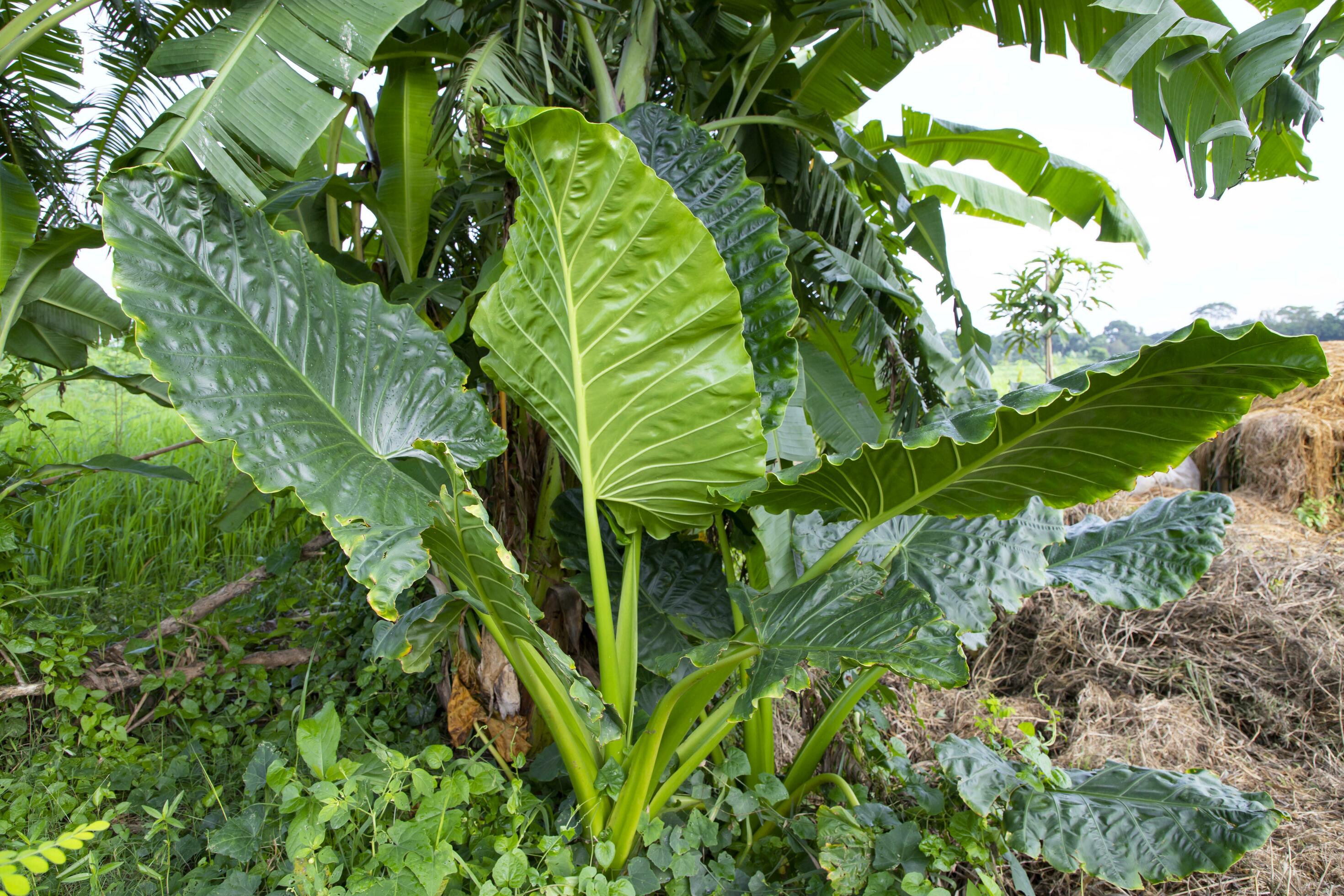 
									Green Alocasia or Elephant ear tree plant Natural Texture background Stock Free