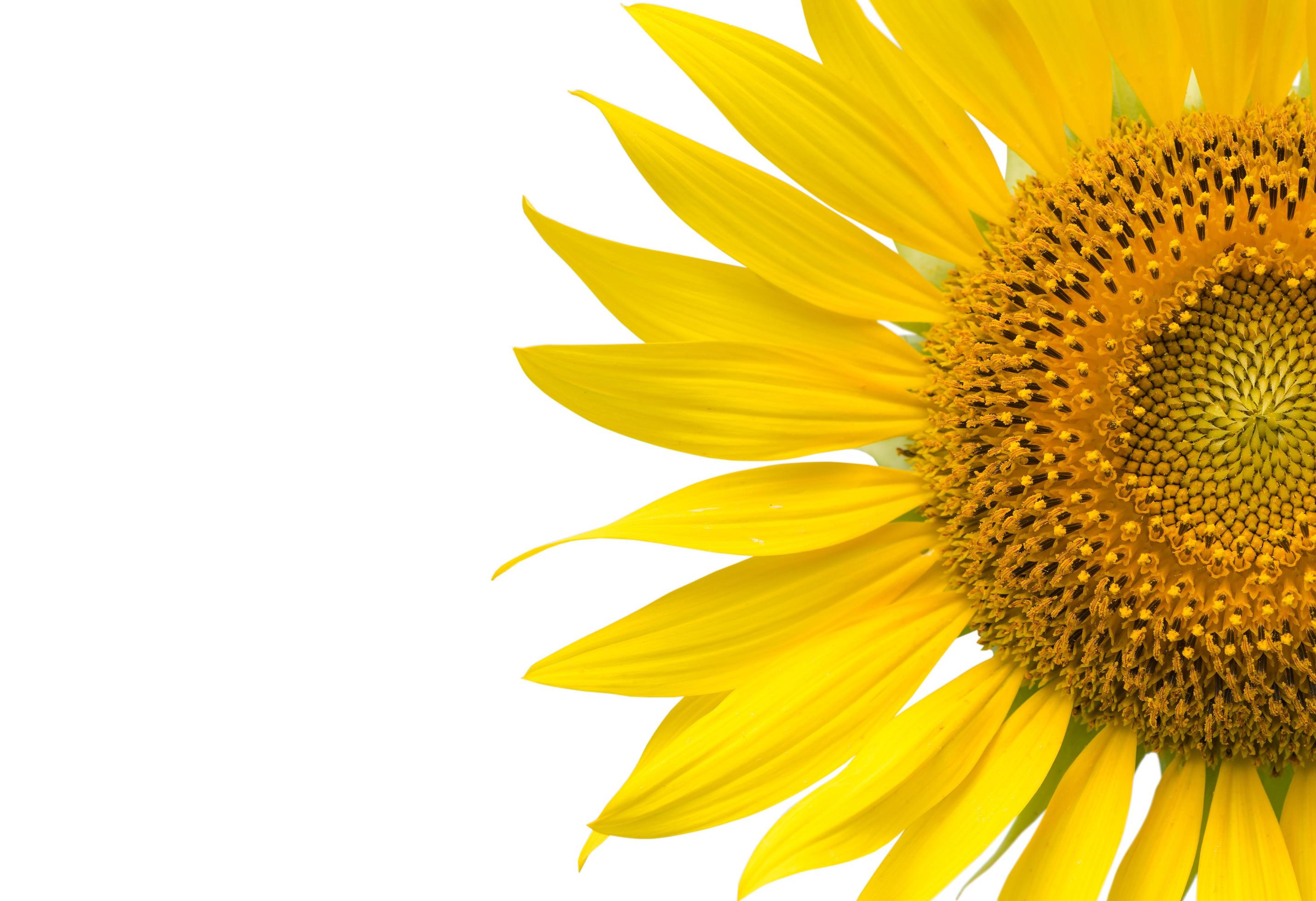 close up of sunflower flower isolated with copy space, Stock Free