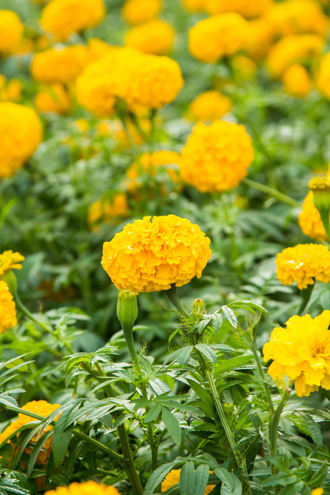 Close up Yellow Marigold Flower In Garden. Stock Free