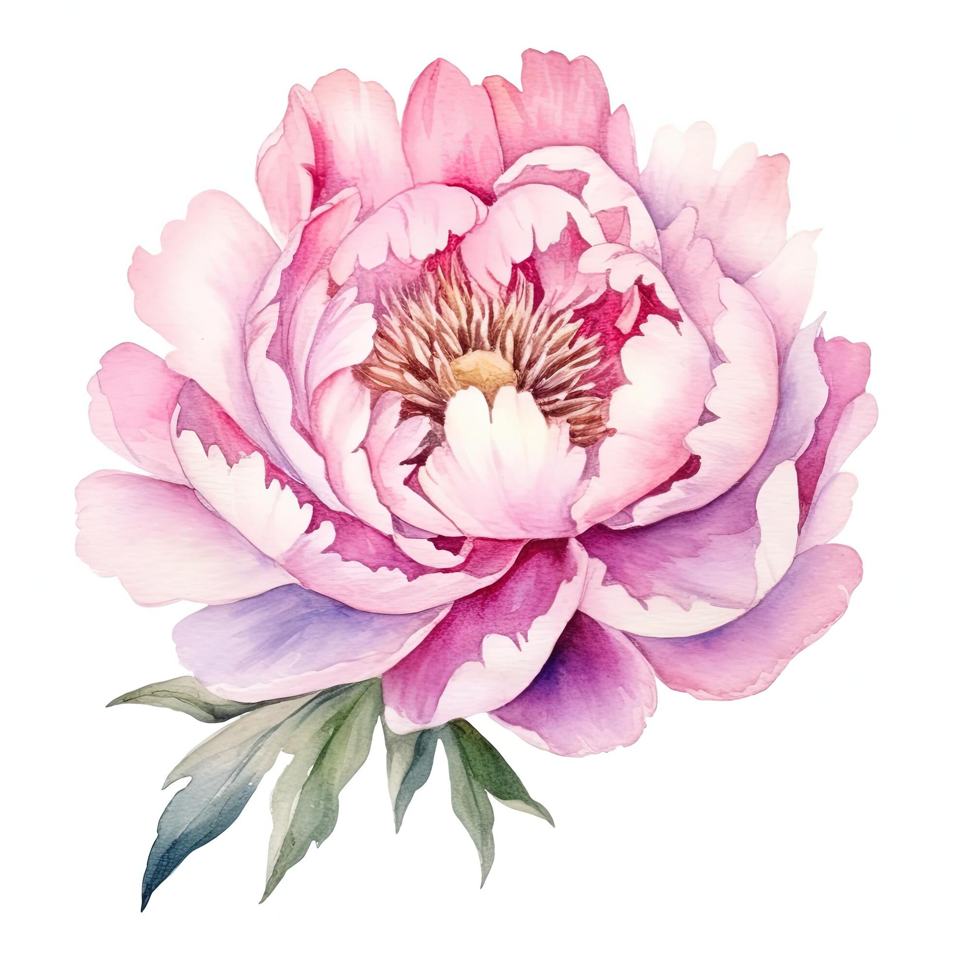 Watercolor beautiful peony flower. Illustration Stock Free