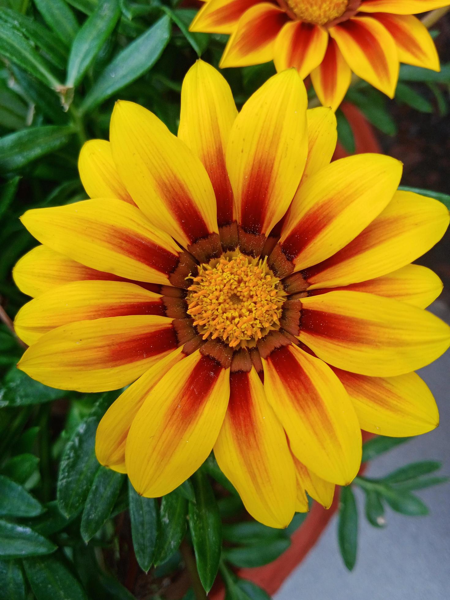 Gazania rigens flower Stock Free