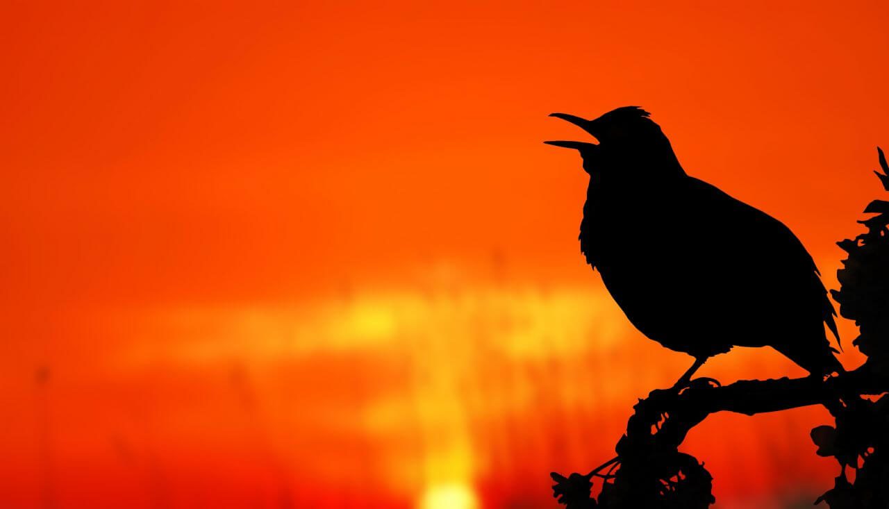 Silhouette Bird Perching on Orange Sunset Stock Free