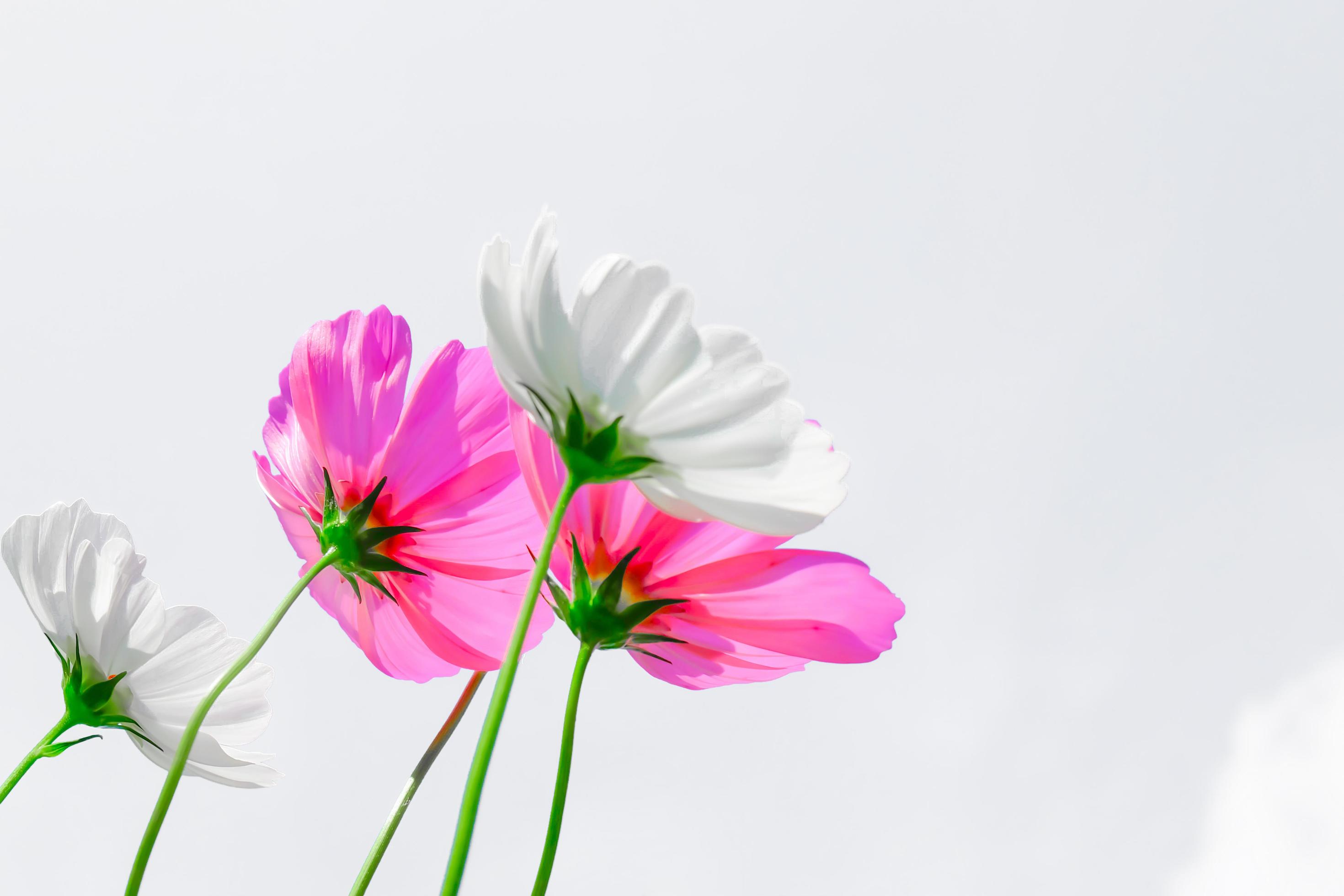 Beautiful white and pink Cosmos flowers on a white background. Stock Free