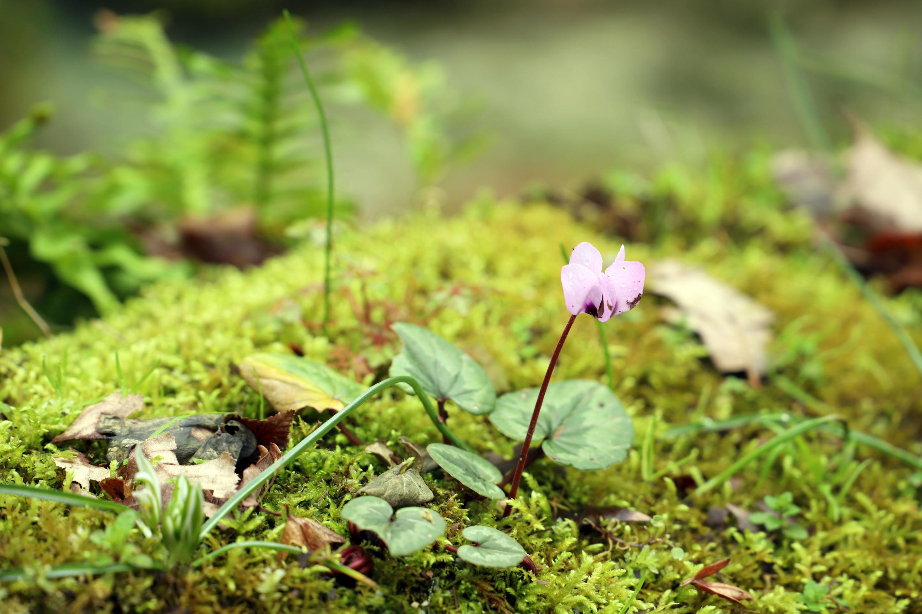 Purple flower wild Cyclamen sprout between the moss in early spring in the mountain forest.Unfocused. Macro. Stock Free