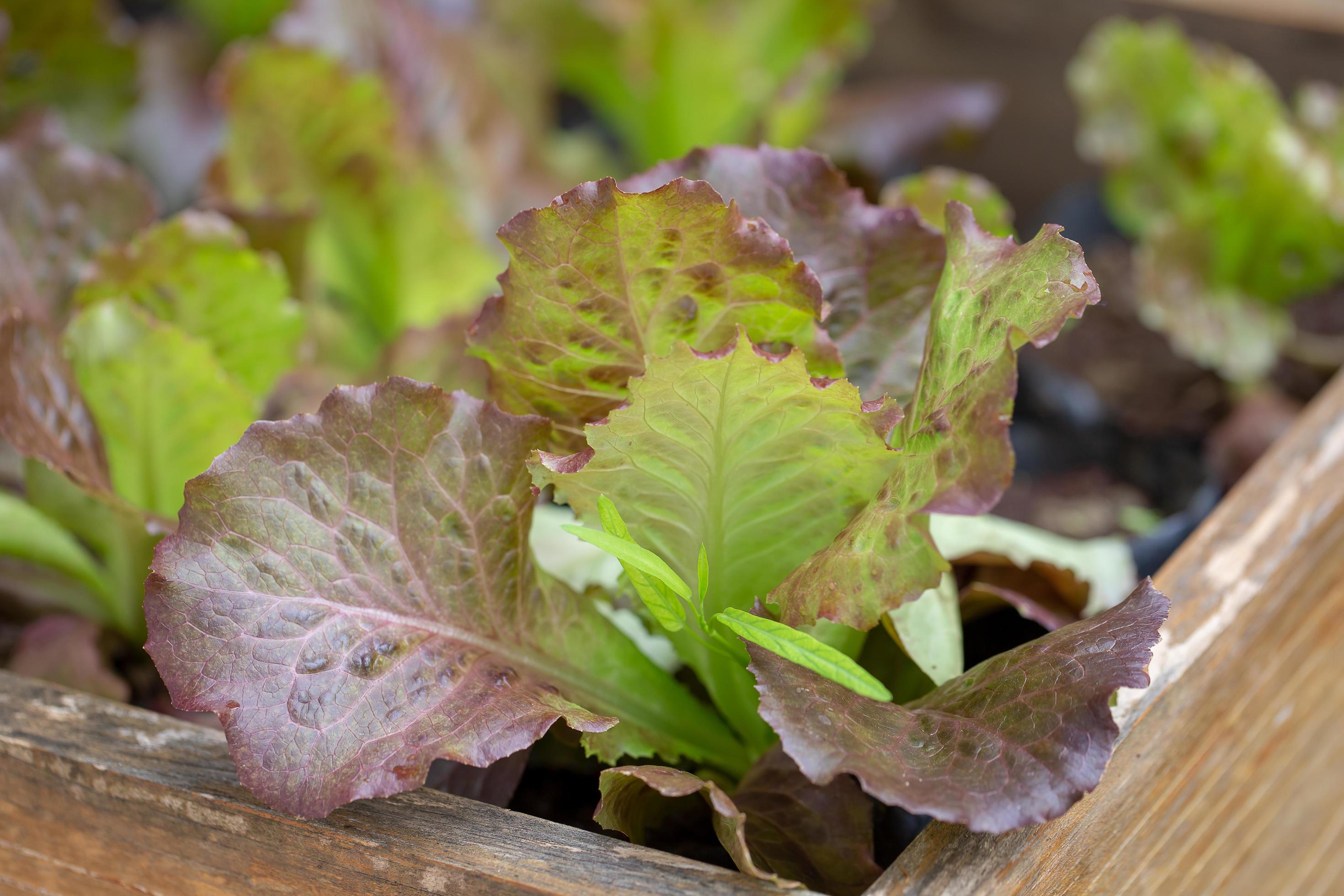 Fresh Green lettuce leaves, Salads vegetable Organic food. Stock Free