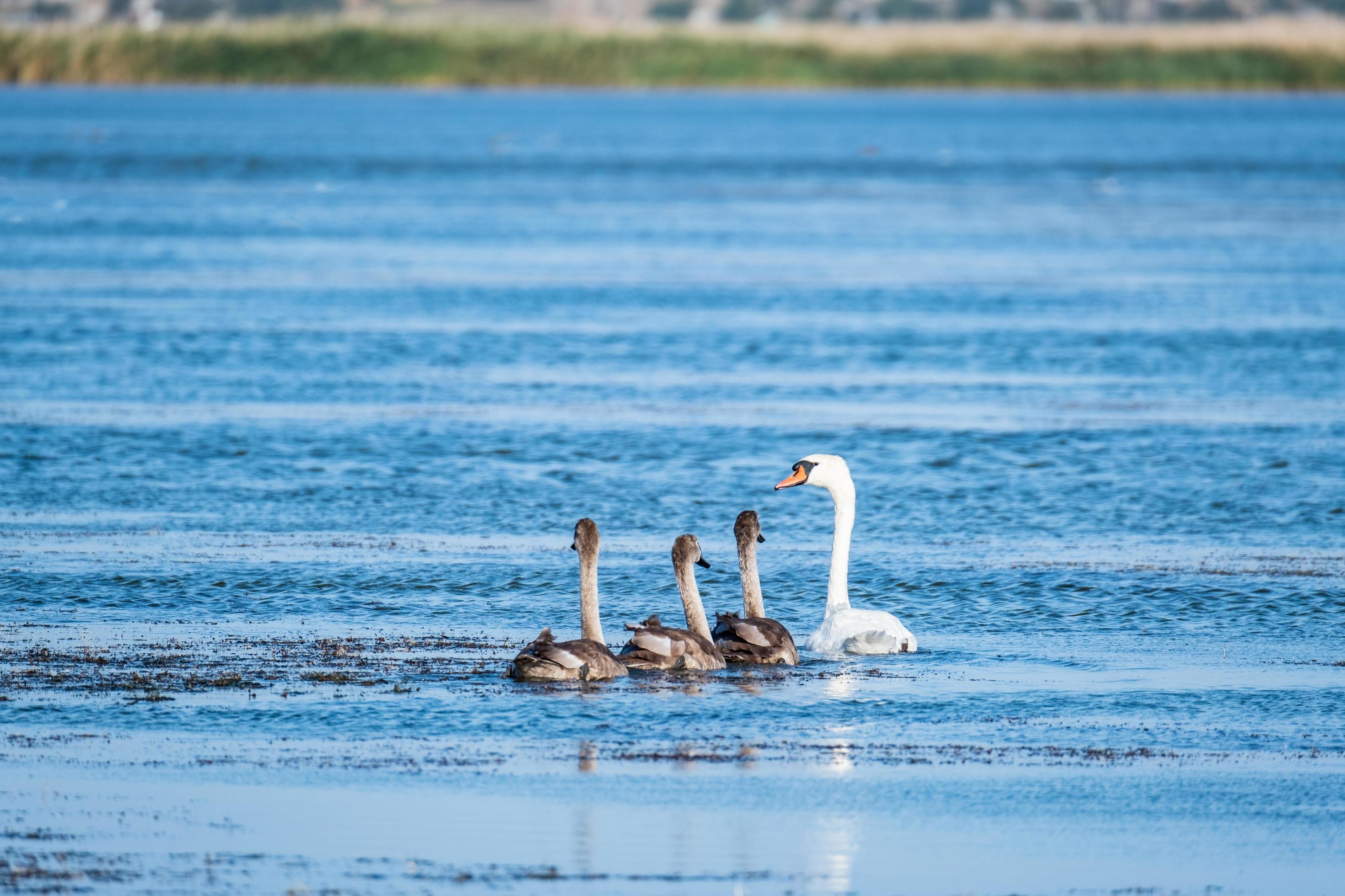 Summer landscape with swans family in the pond Stock Free