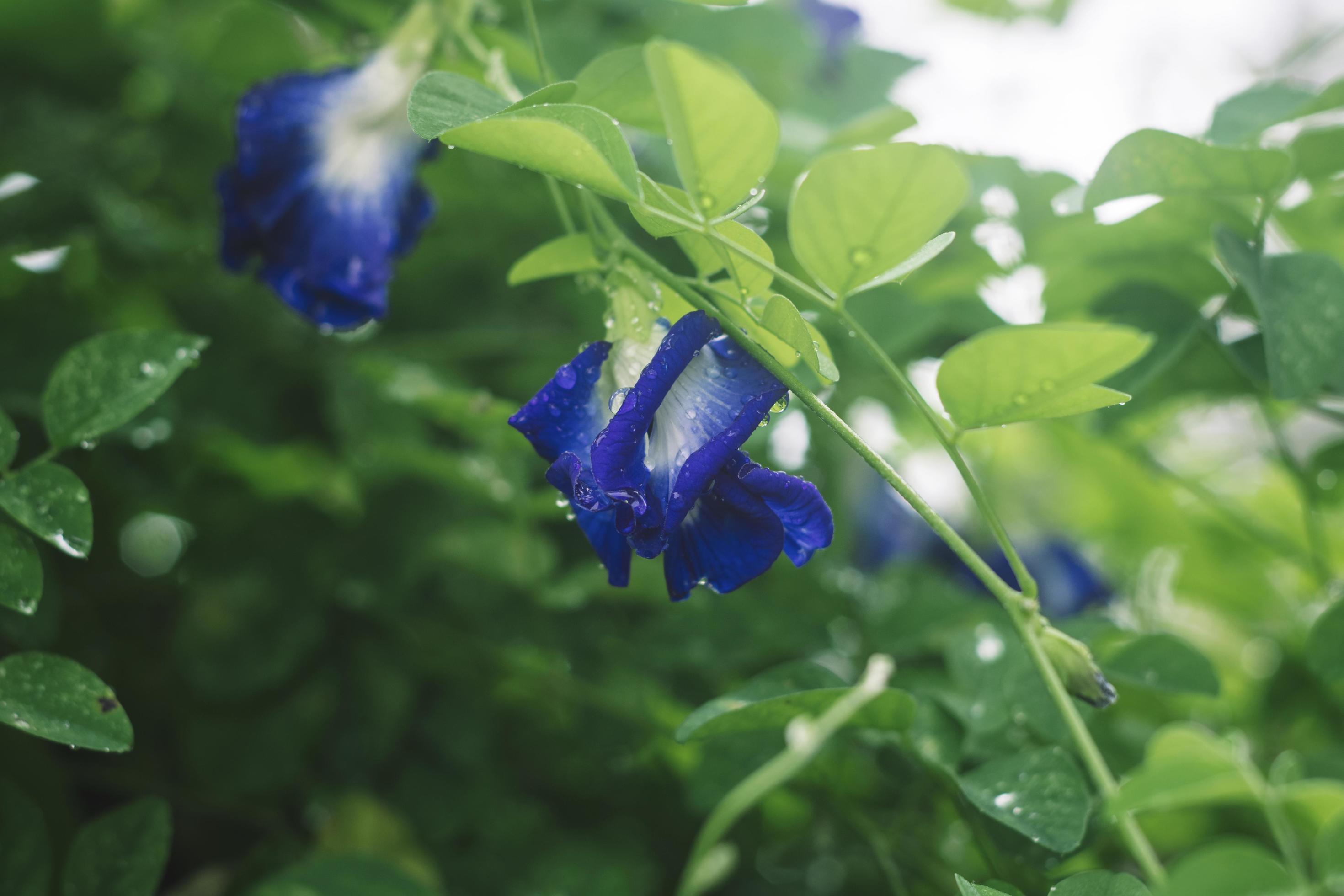 a butterfly pea flower Stock Free