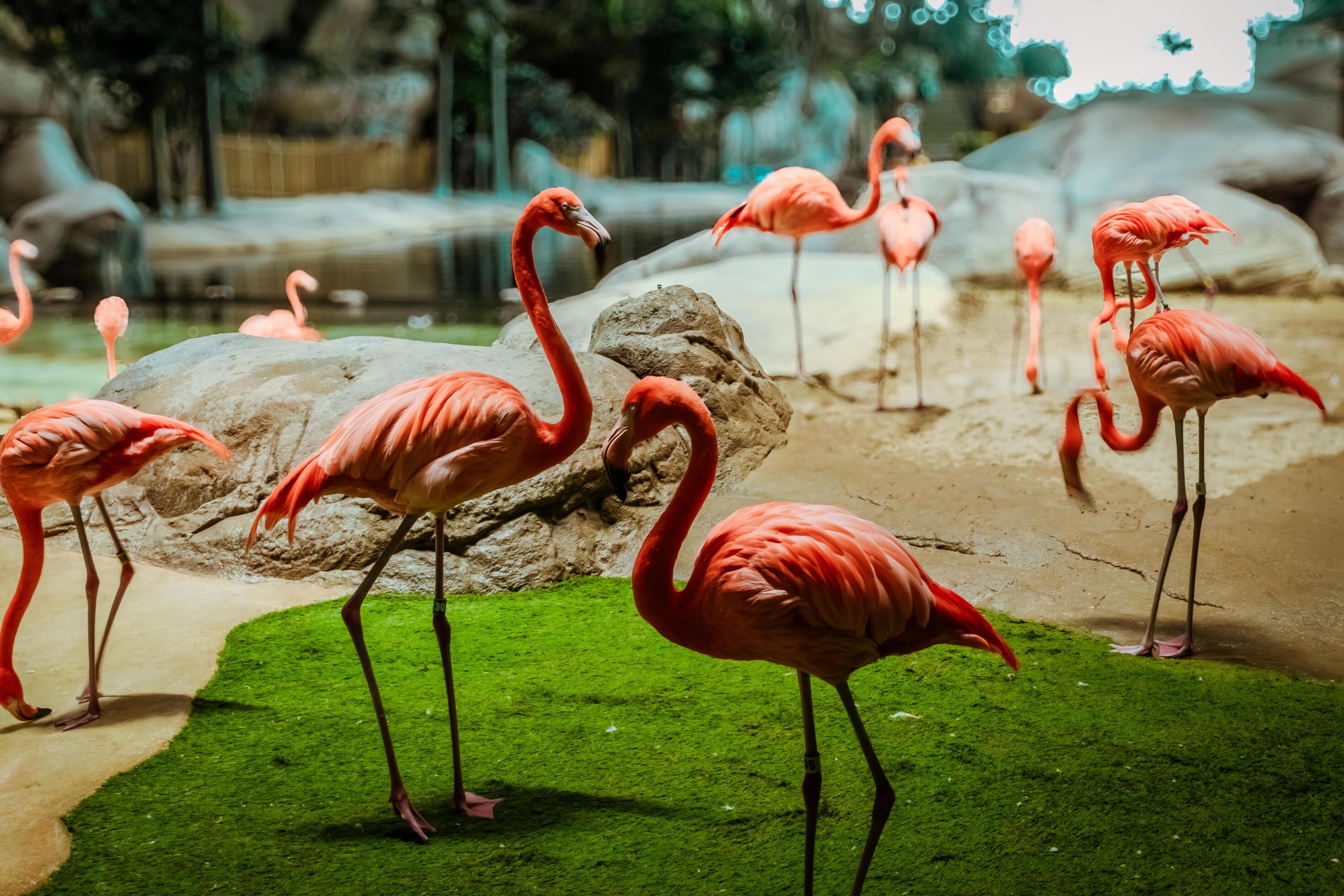 Closeup profile portrait of a pink flamingo. A group of flamingoes. Pink flamingos against green background. Phoenicopterus roseus, flamingo family. Stock Free