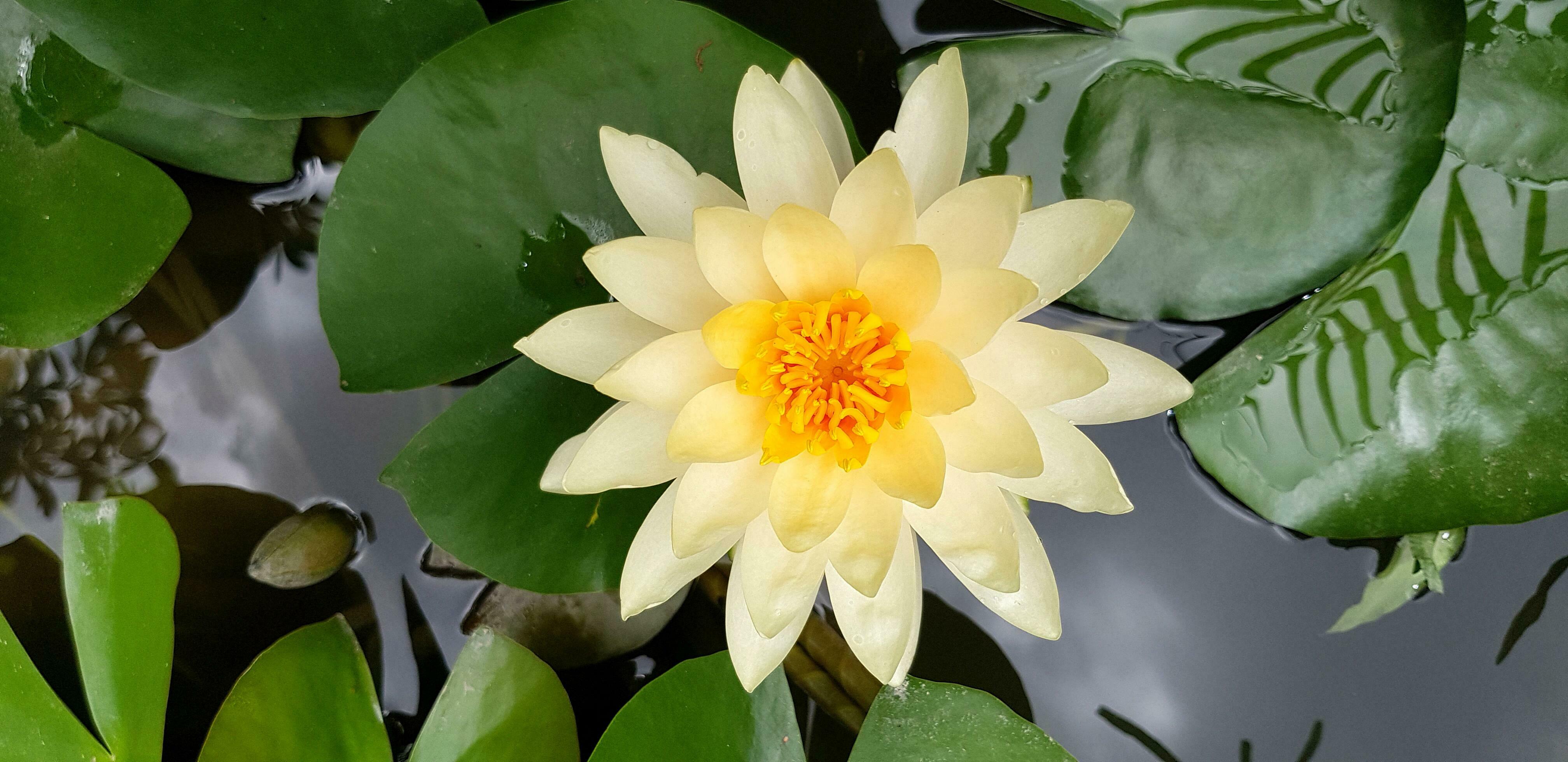 Yellow lotus plant and growth on the water with green leaves background. Close up and Macro flora. Beauty of Natural, Plant and Flower concept Stock Free