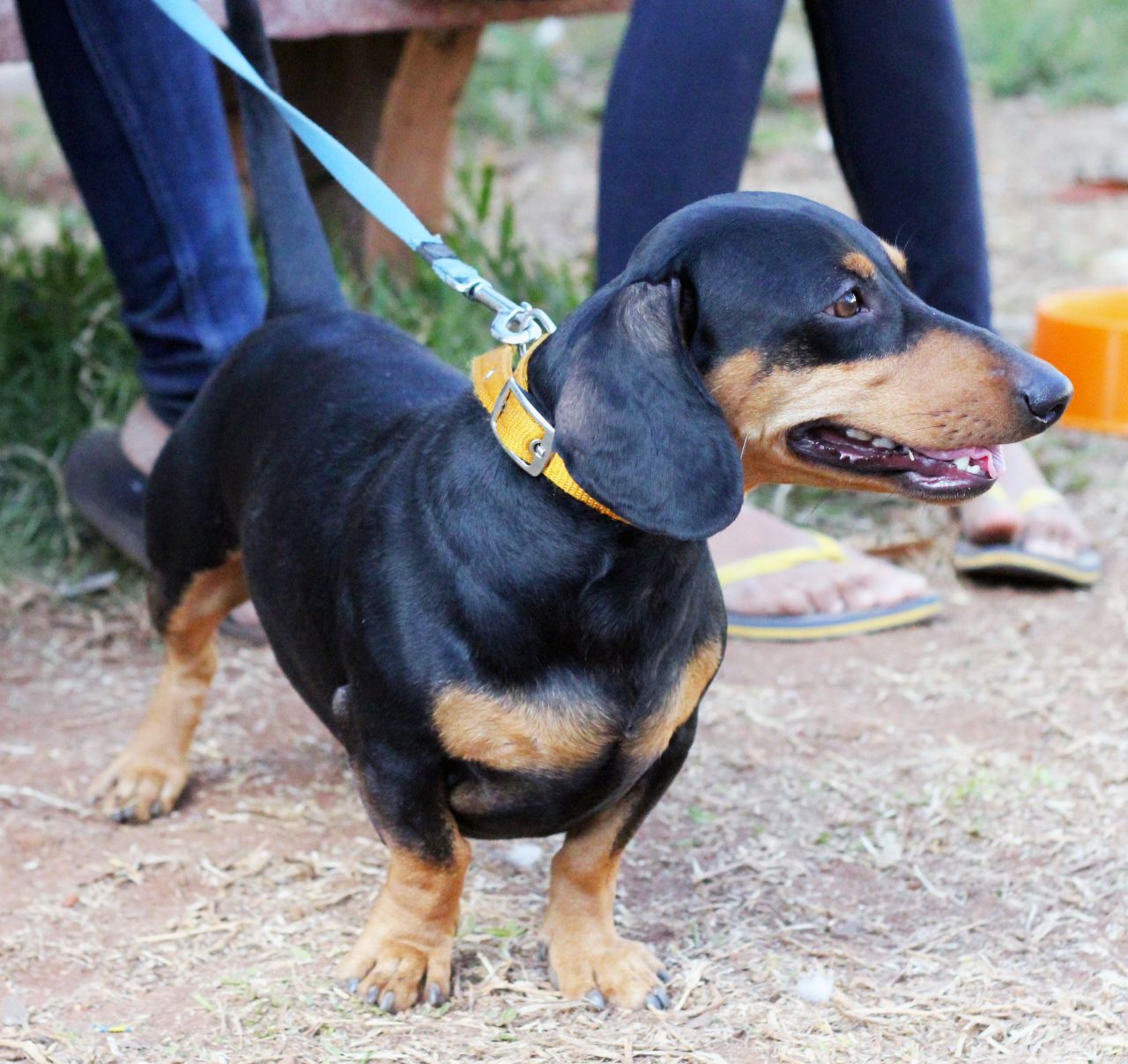 Dachshund Dog Breeds Stock Free