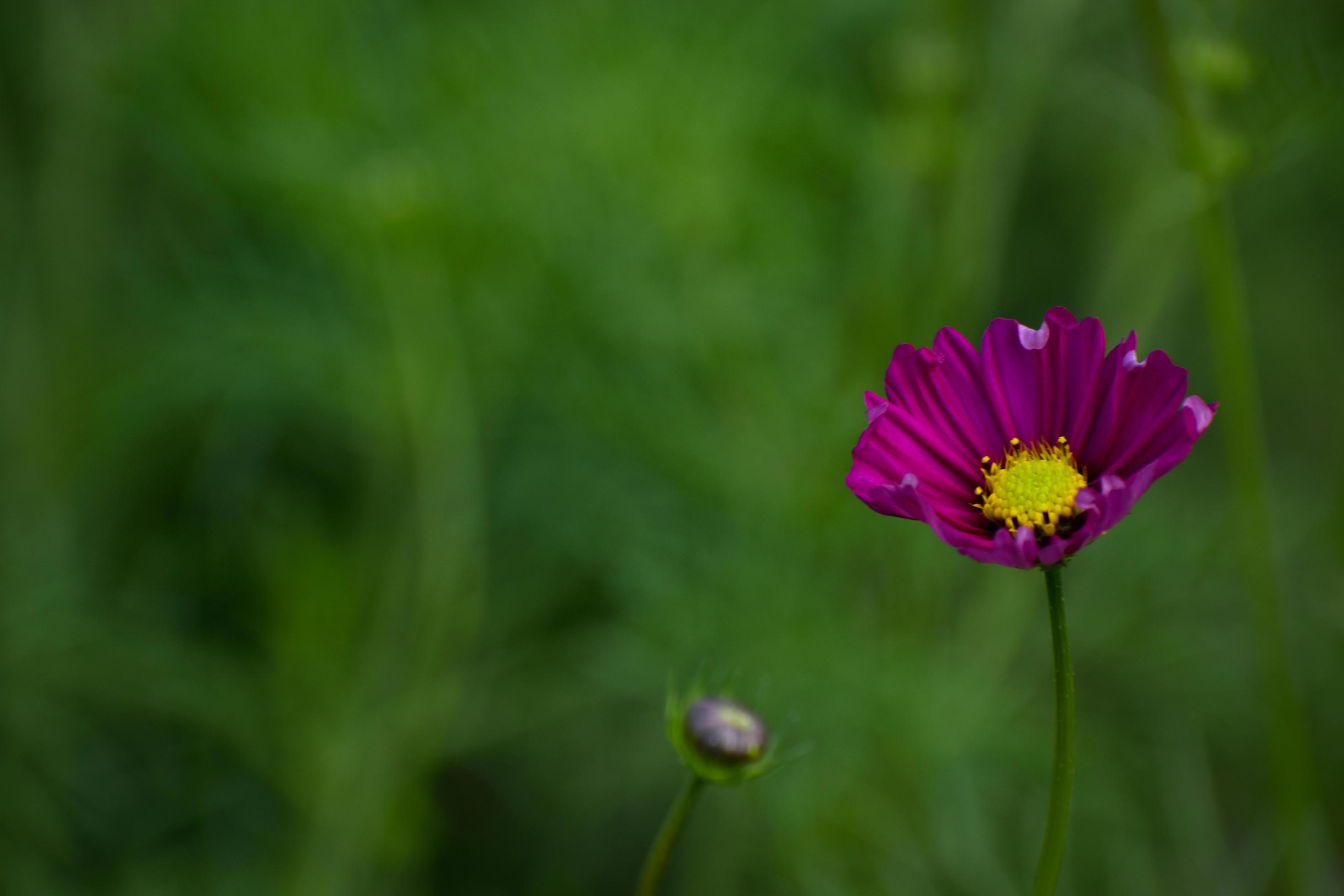 Close up of beautiful garden Cosmos bipinnatus. pink cosmos flowers bloom Stock Free