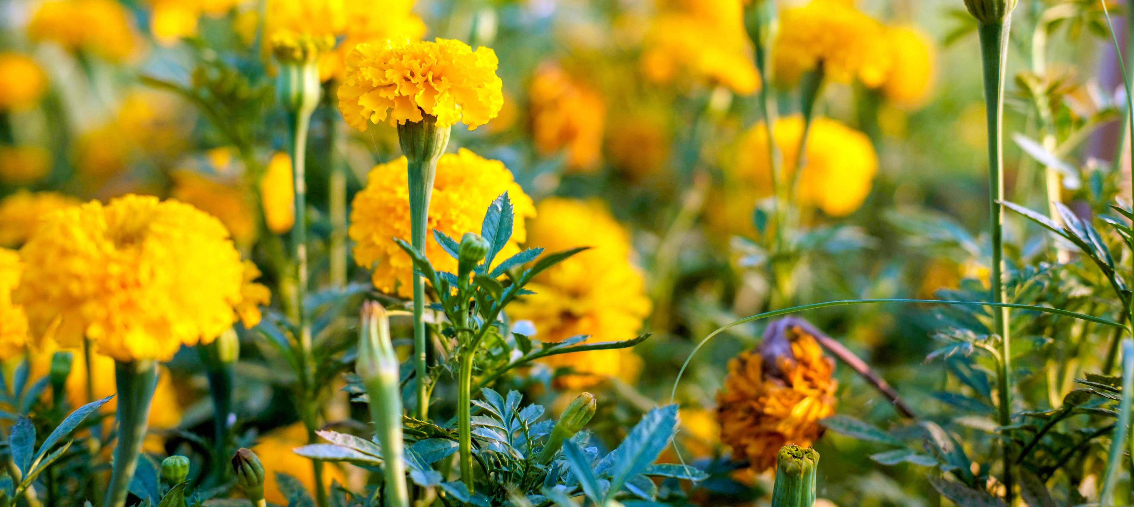 Beautiful field of blooming marigold flower against sunset golden light and blurry soft ten marigold flower field natural background Stock Free