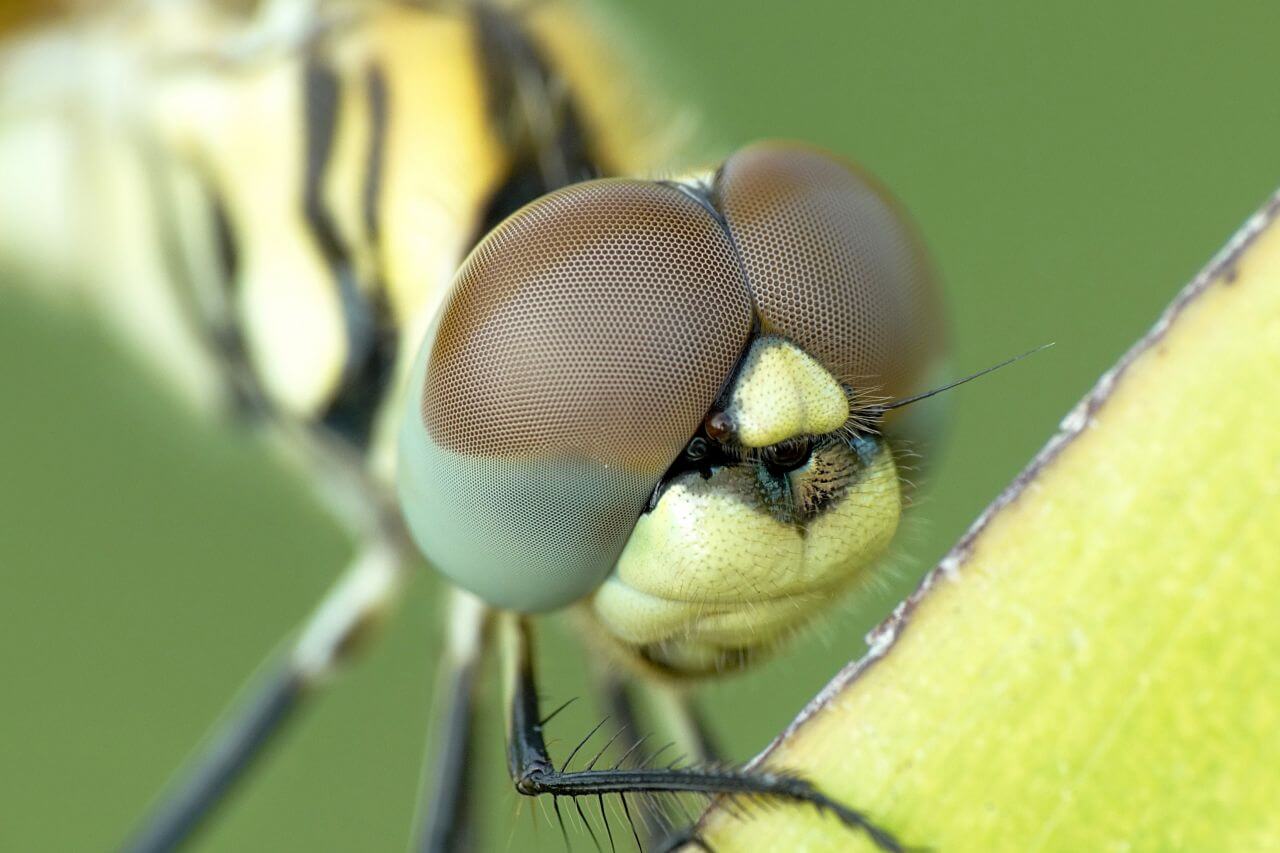 Yellow Black Dragonfly Closeup Stock Free