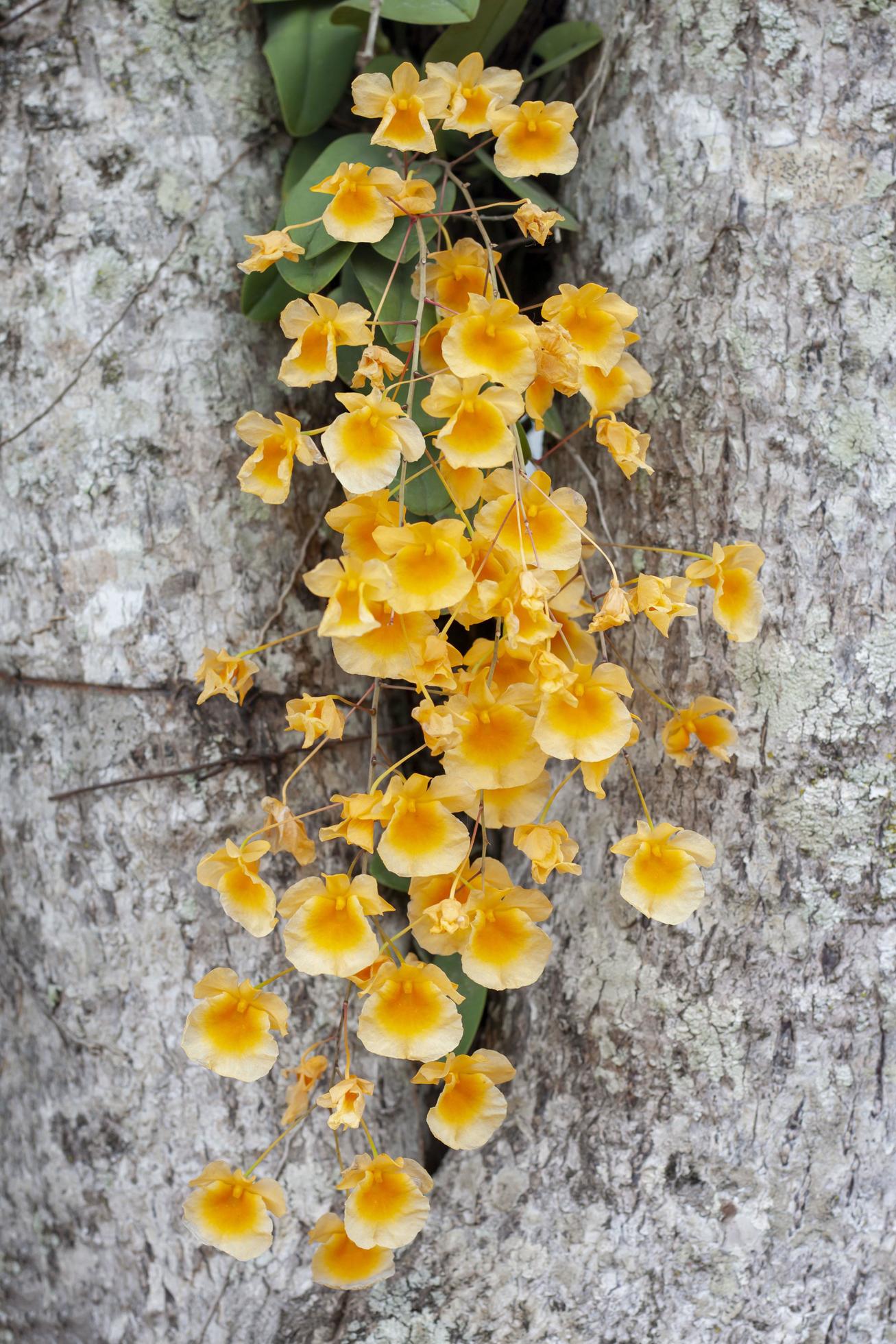 Dendrobium lindleyi Steud or Honey fragrant is yellow orchid flower bloom in the garden on blur big tree trunk background. Stock Free