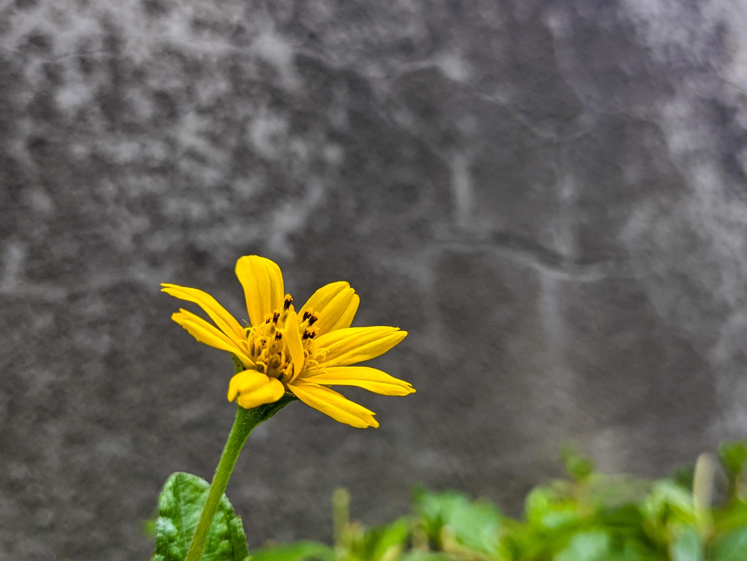 A close up of Sphagneticola trilobata flower Stock Free