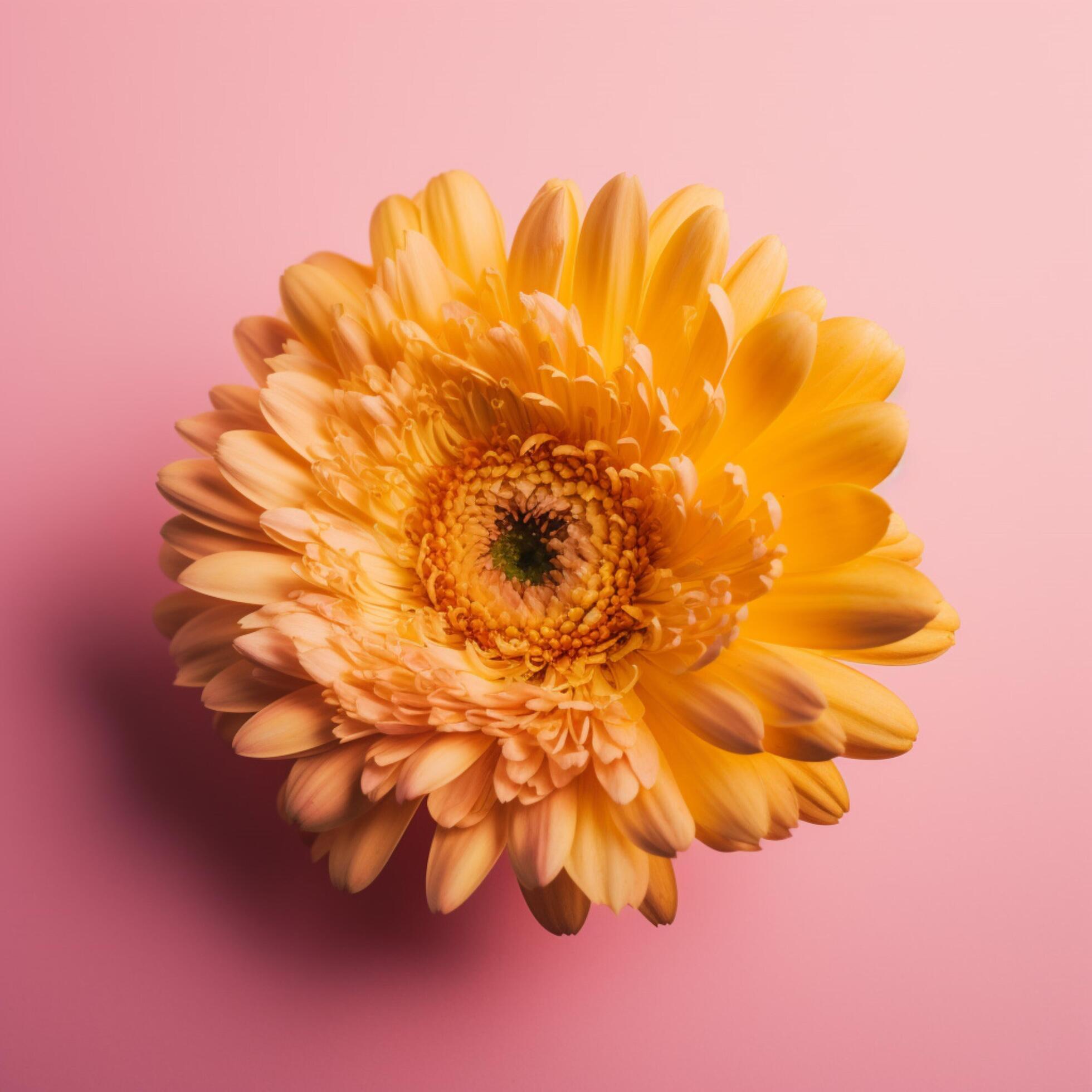 A yellow flower with a background Stock Free