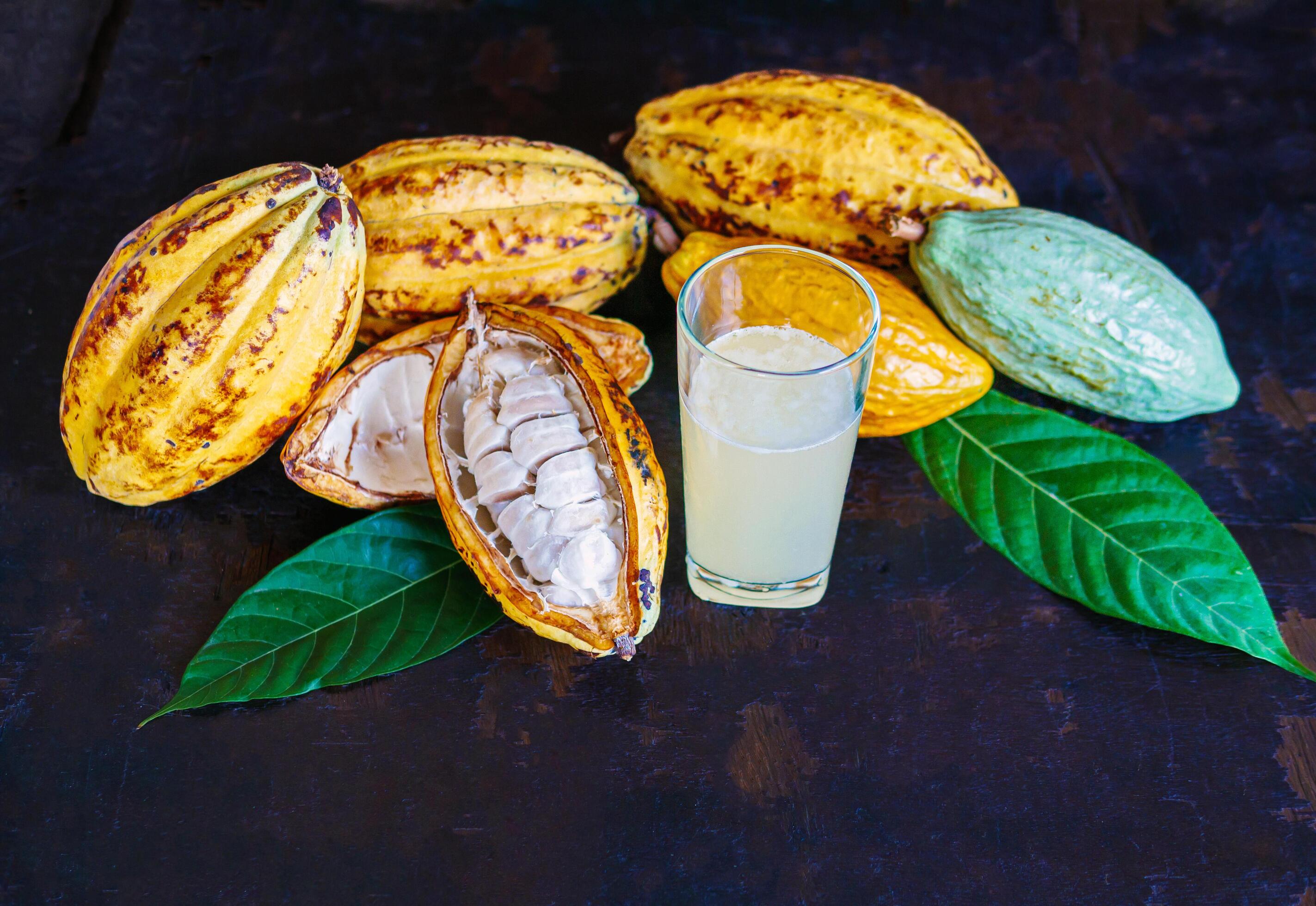 Fresh cacao water in glass and half sliced ripe yellow cacao pod with white cocoa seed, Cacao juice in glass on vintage wooden background Stock Free