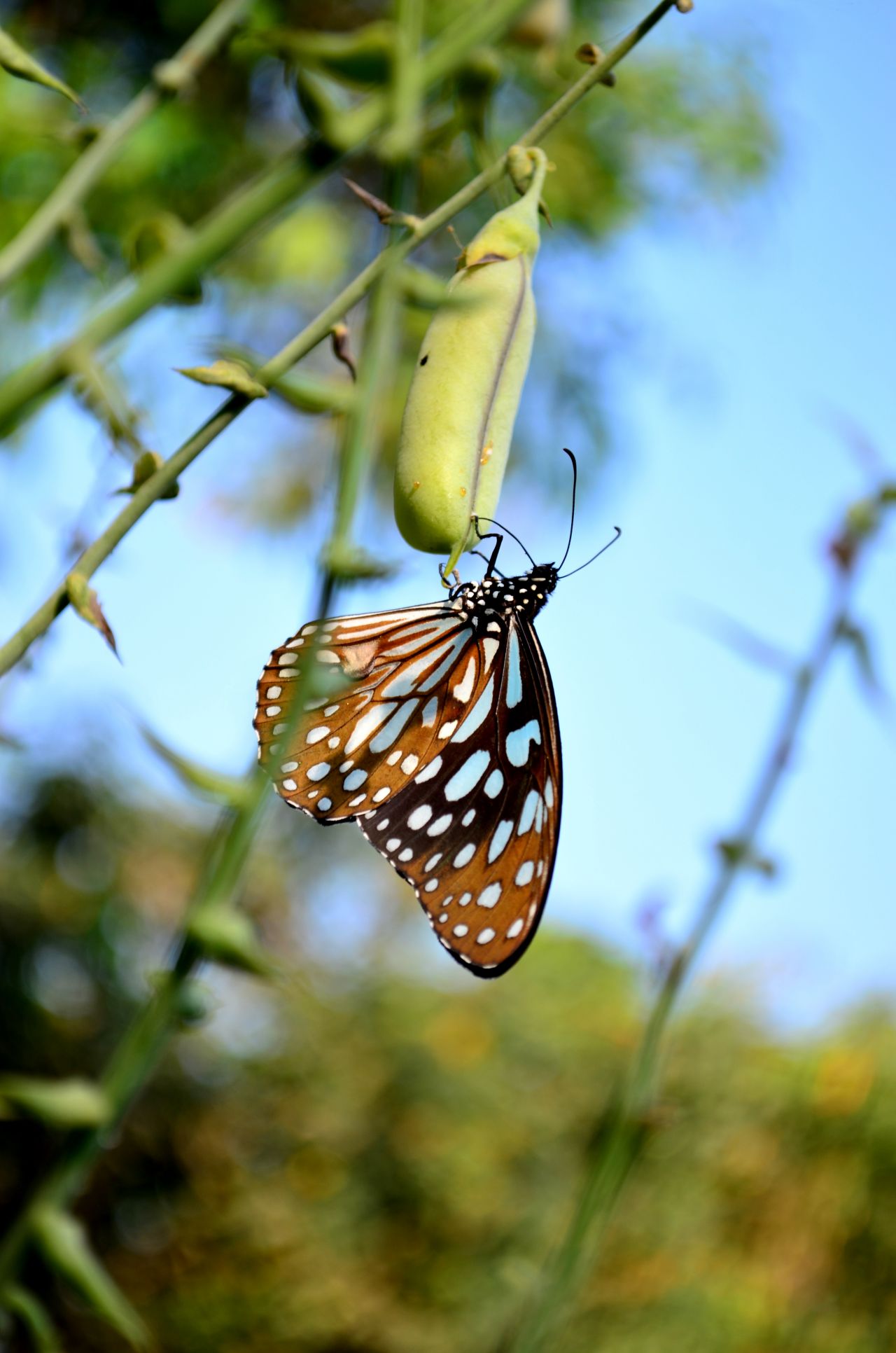 Blue Tiger Butterfly Close Stock Free