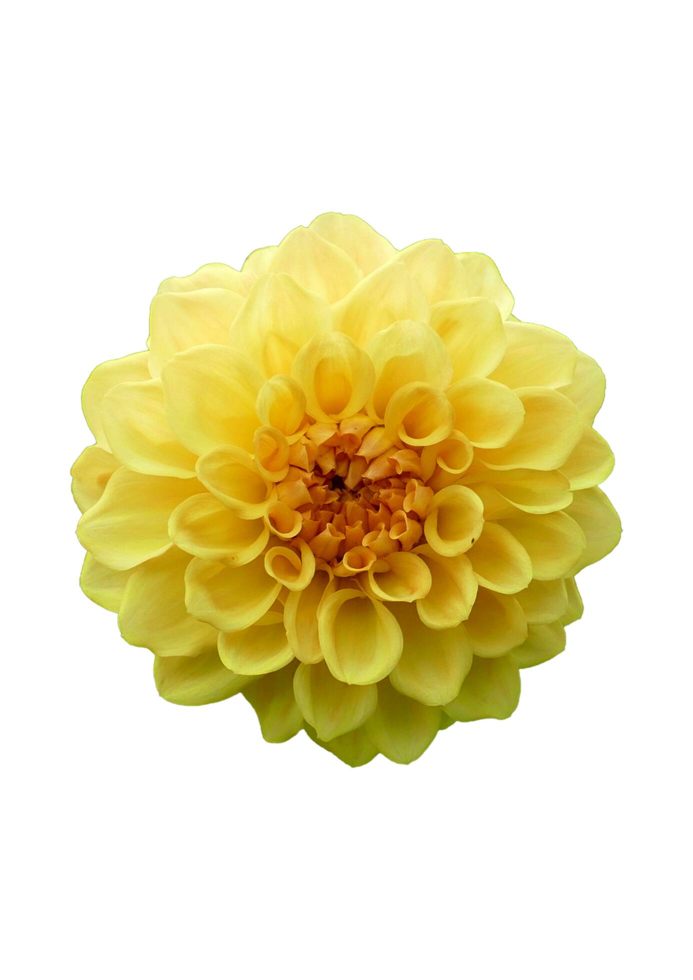 yellow flower background Stock Free