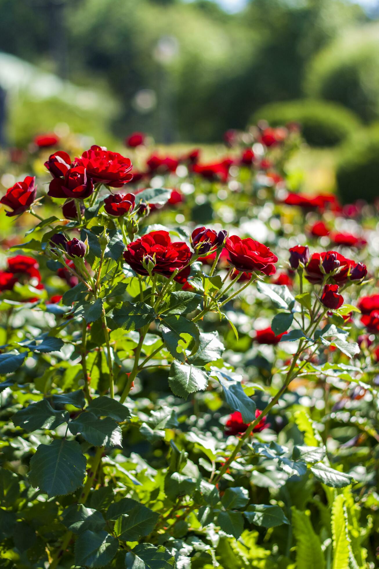 Red roses on a flower bed on a sunny day. Close-up on blurred greenery with copying of space, using as a background the natural landscape, ecology, Stock Free