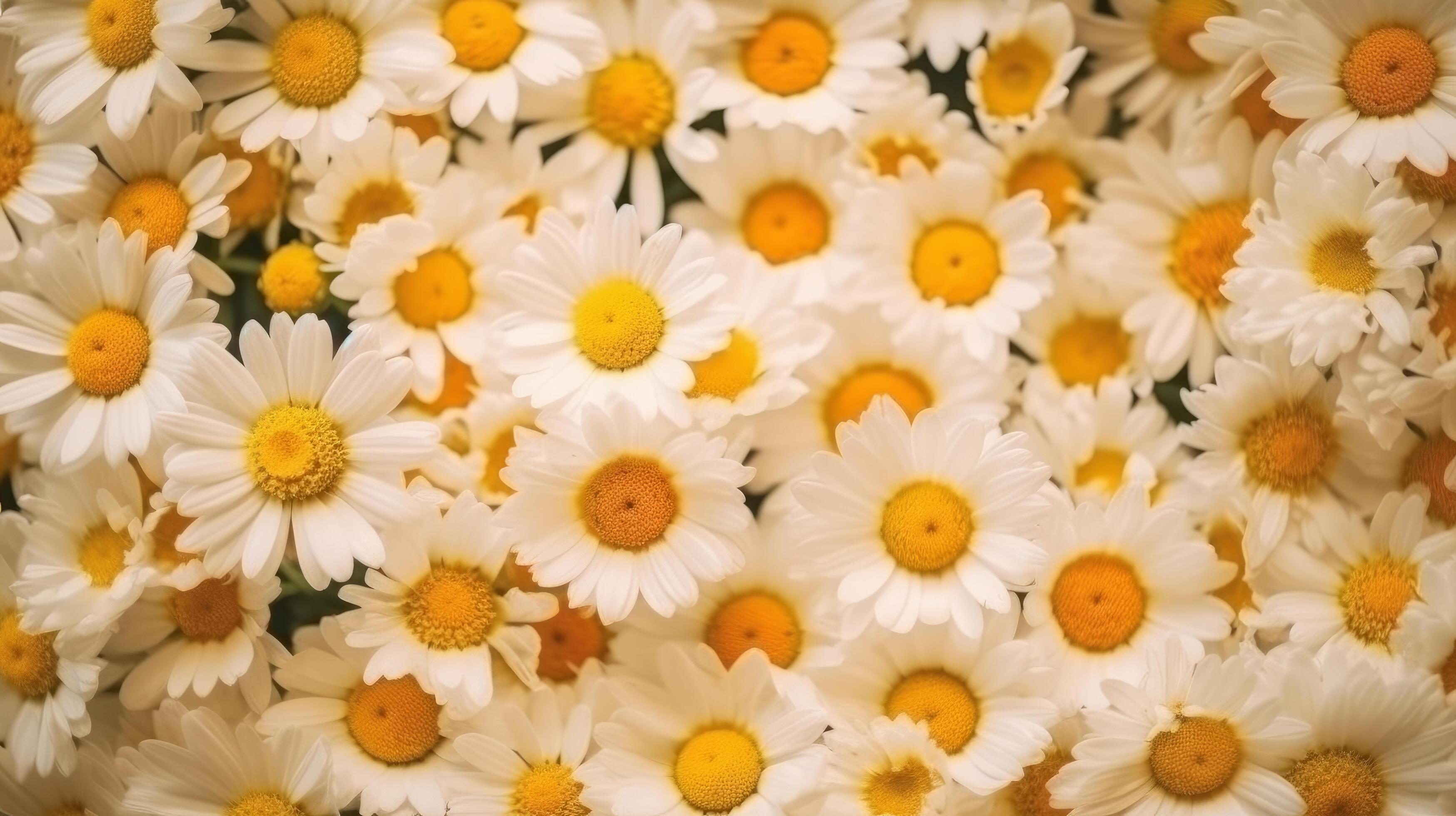 Chamomile flowers background. Illustration Stock Free