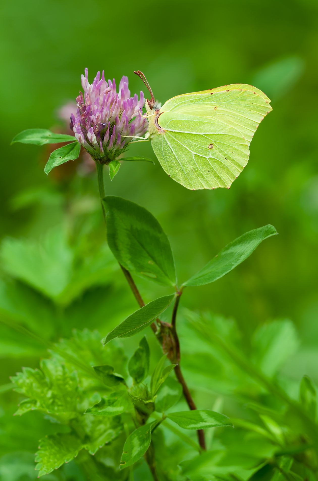 Butterfly Stock Free