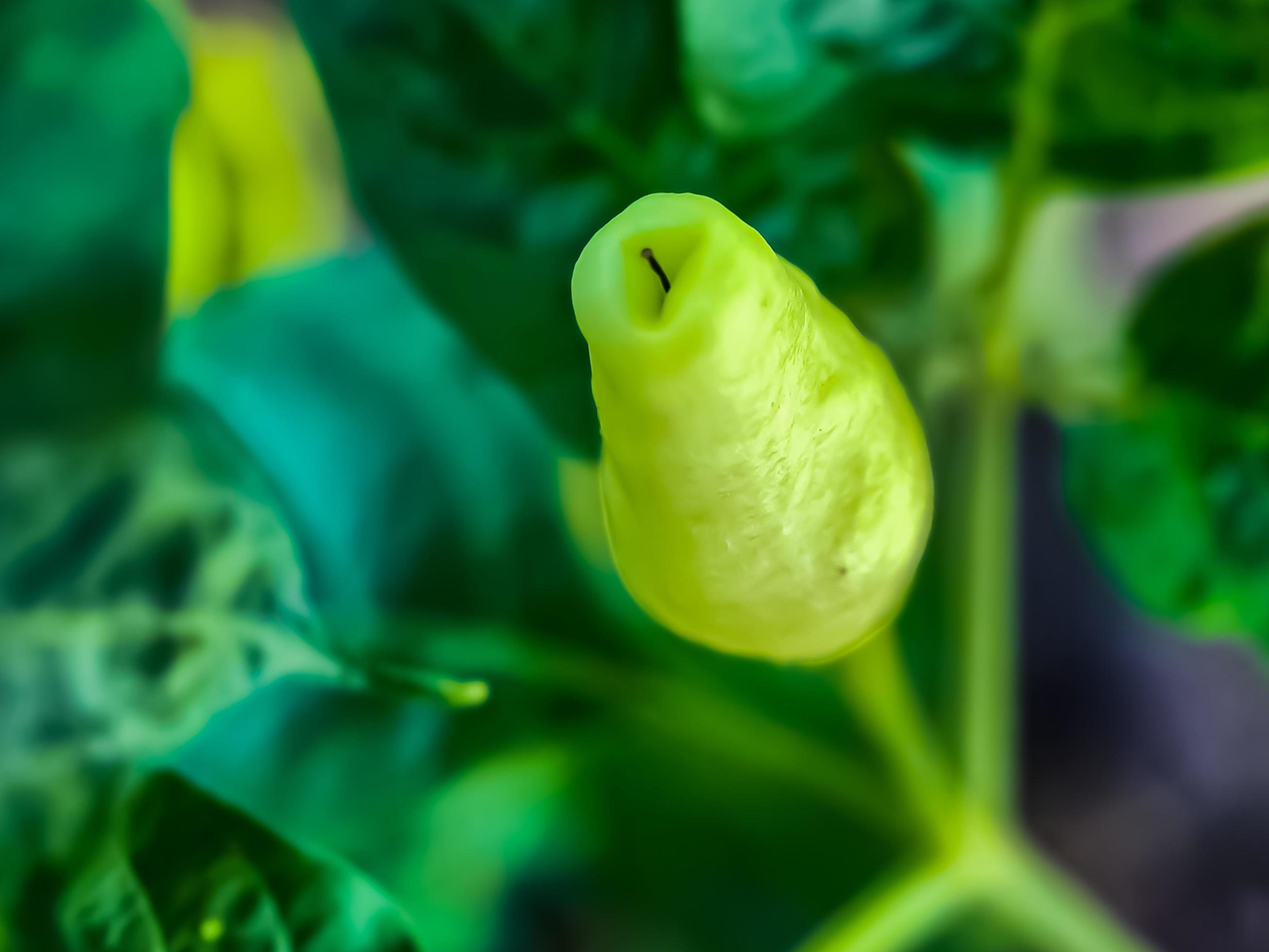 Little red cayenne pepper on organic garden farm. plants that are food and plants Stock Free