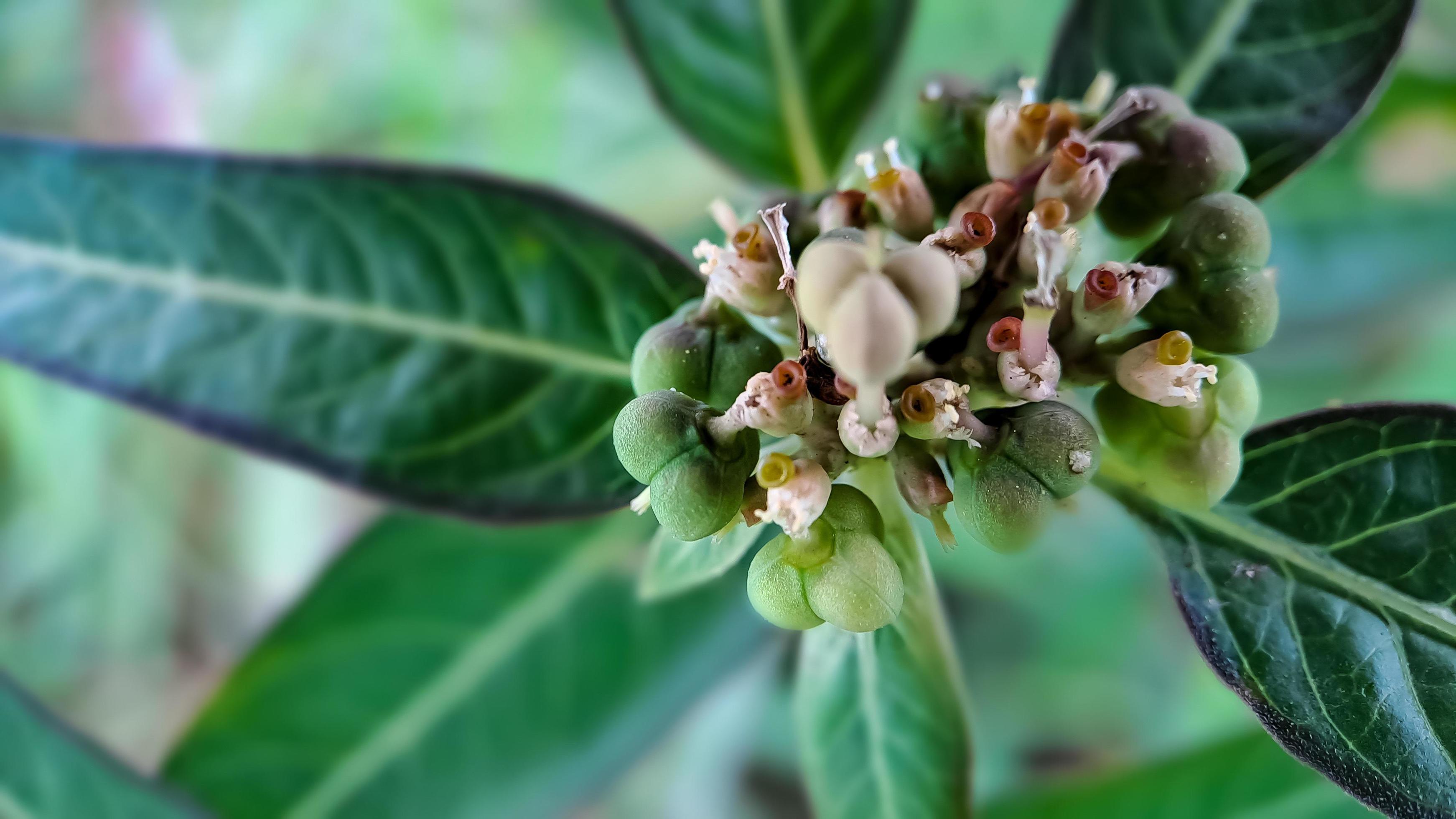 Euphorbia heterophylla is a plant that belongs to the family Euphorbiaceae Stock Free