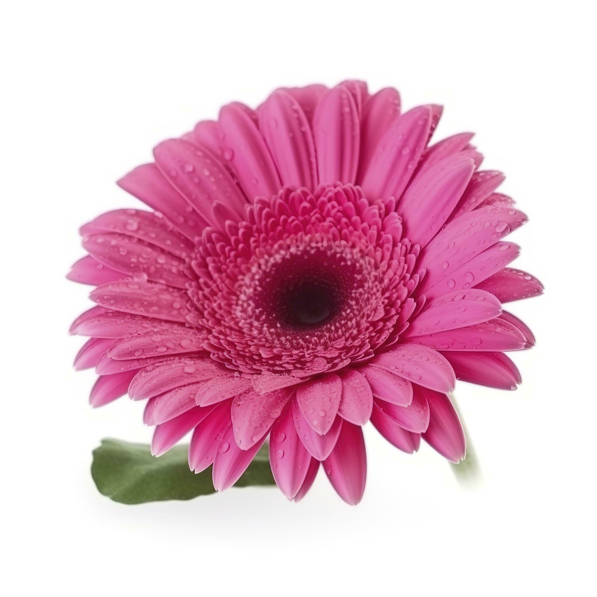 Pink gerbera flower isolated on white background, generate ai Stock Free