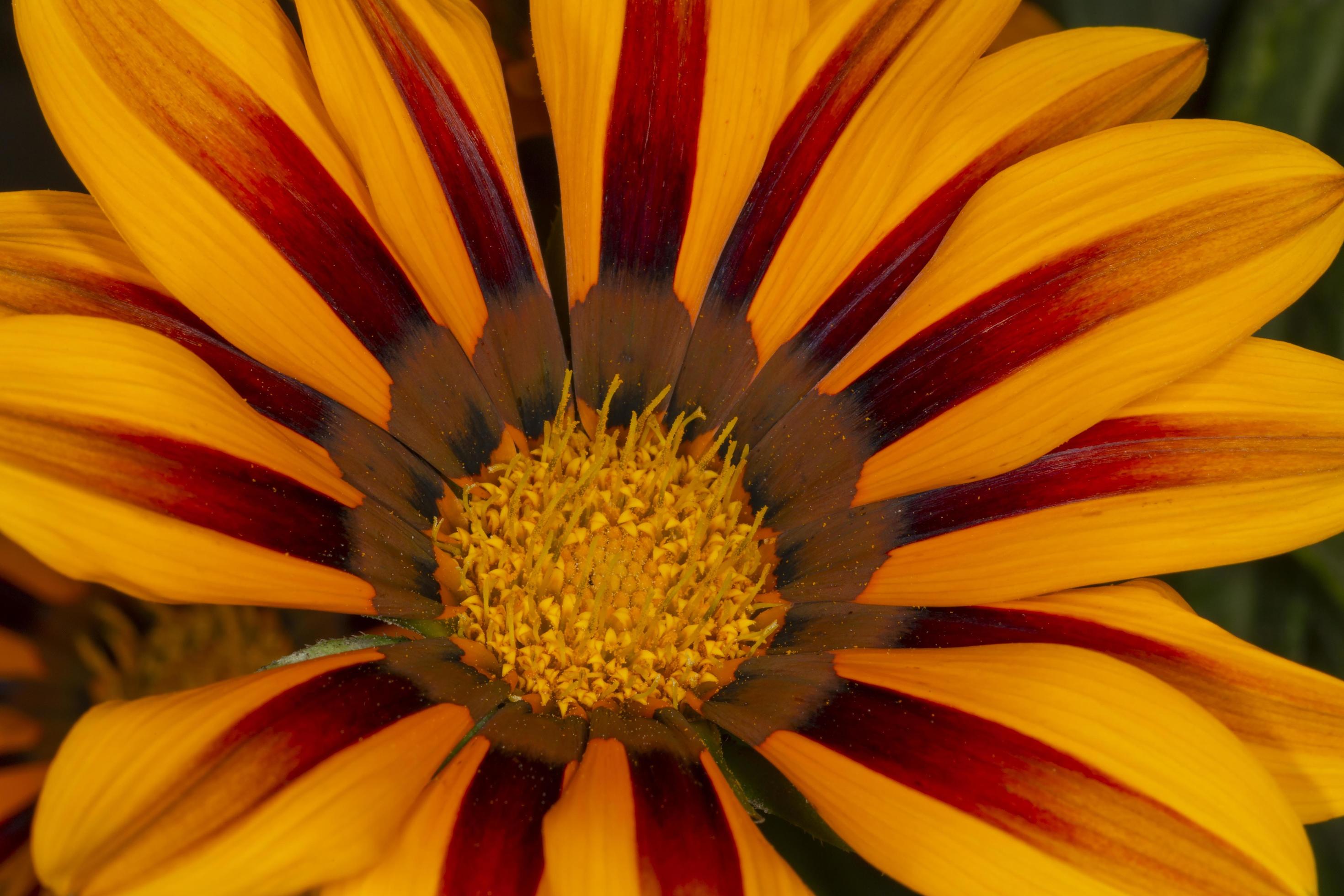 orange with red gazania flower Stock Free