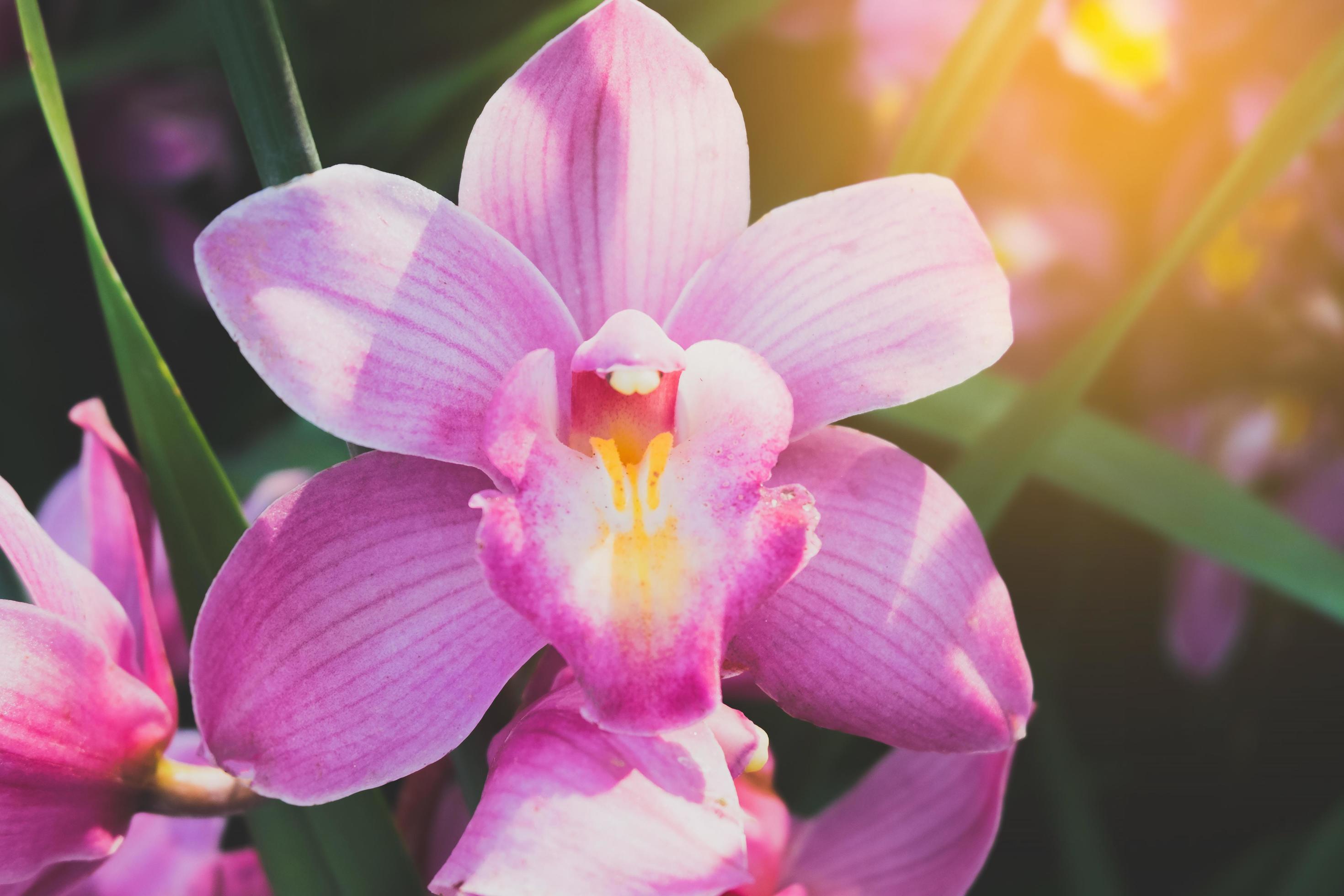 Orchid flower in tropical garden.Selective focus. Stock Free