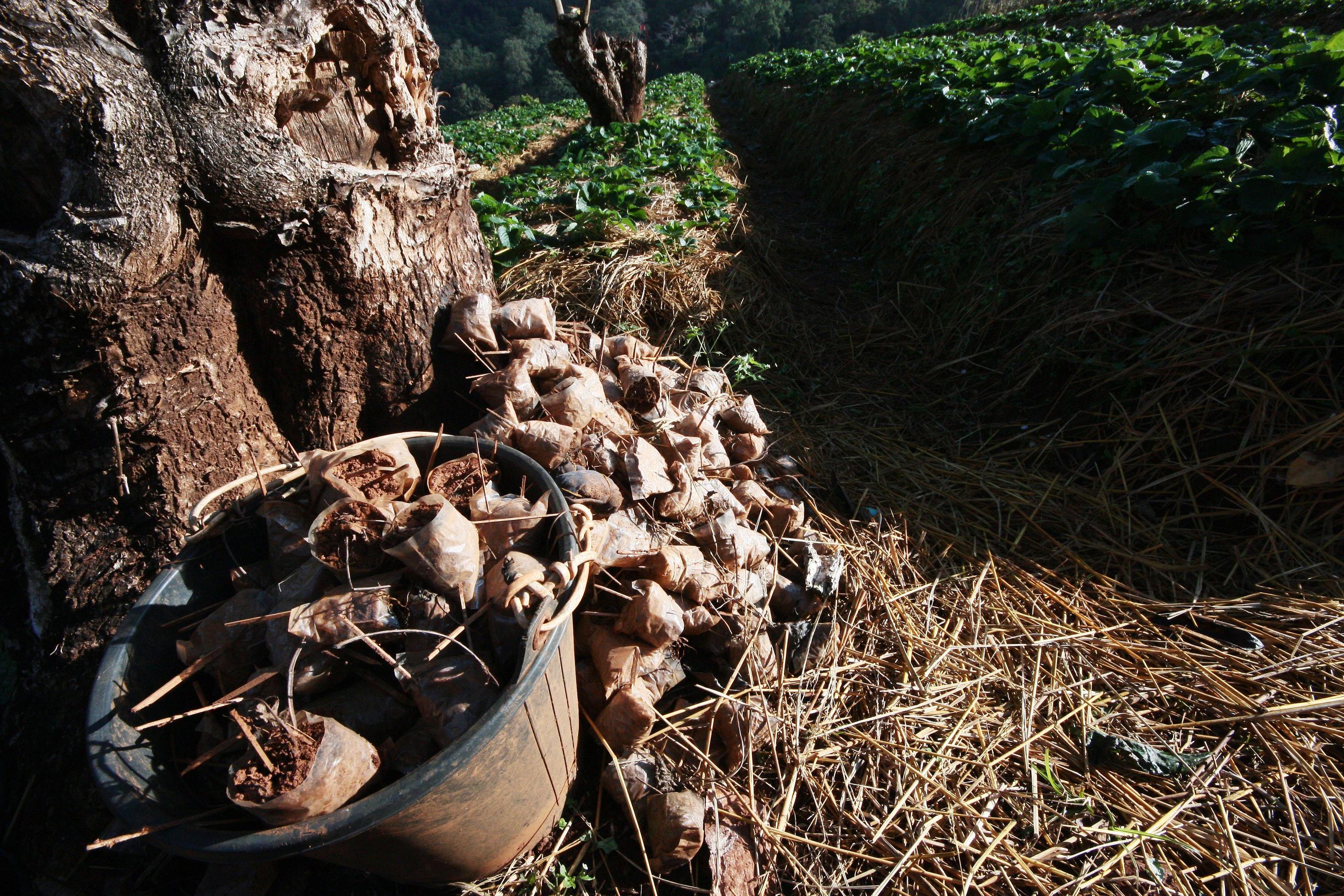 Soil for nursery plants in Strawberries farm Stock Free