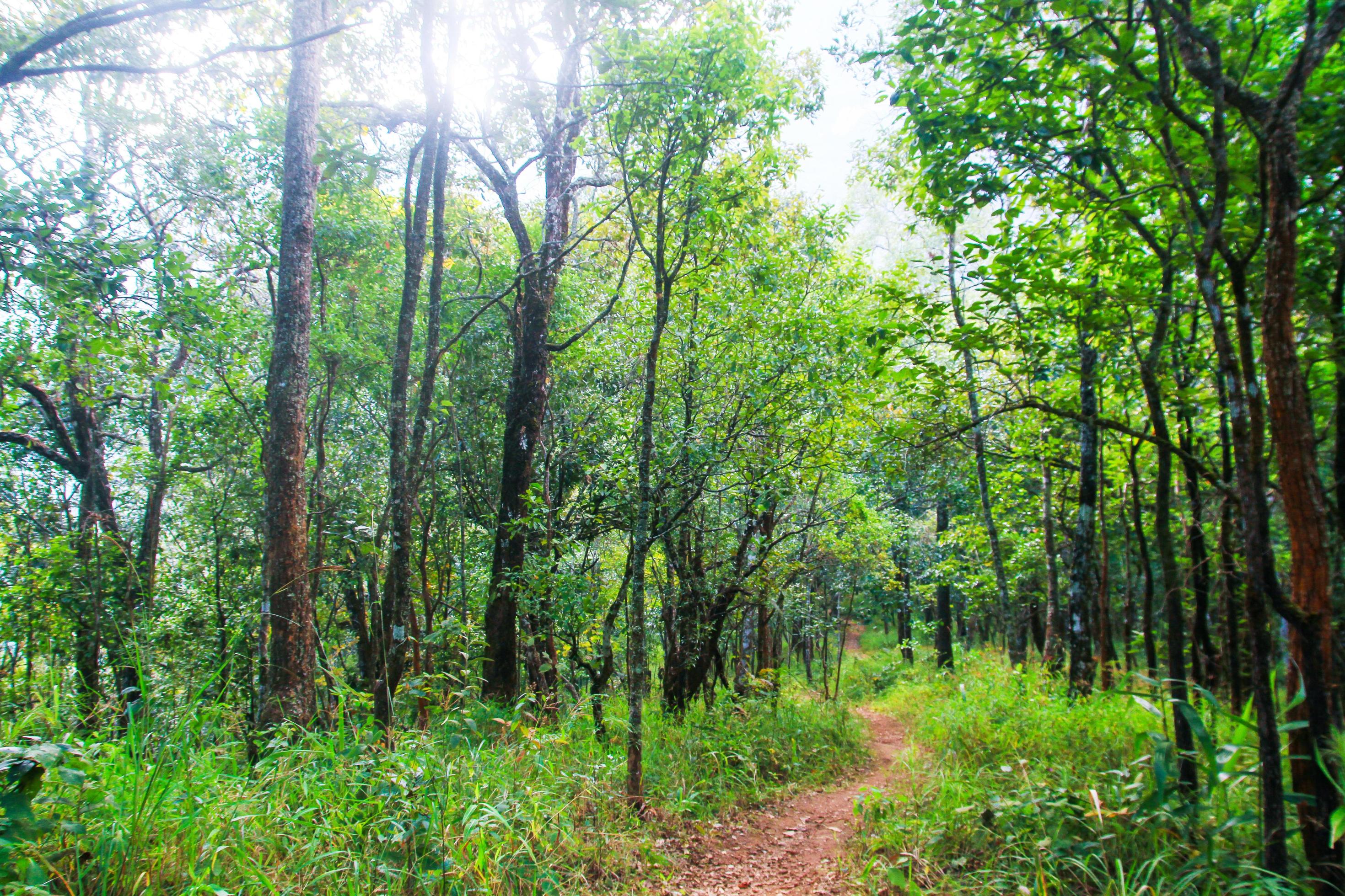 Green forest and jungle with blue sky on Mountain. Stock Free