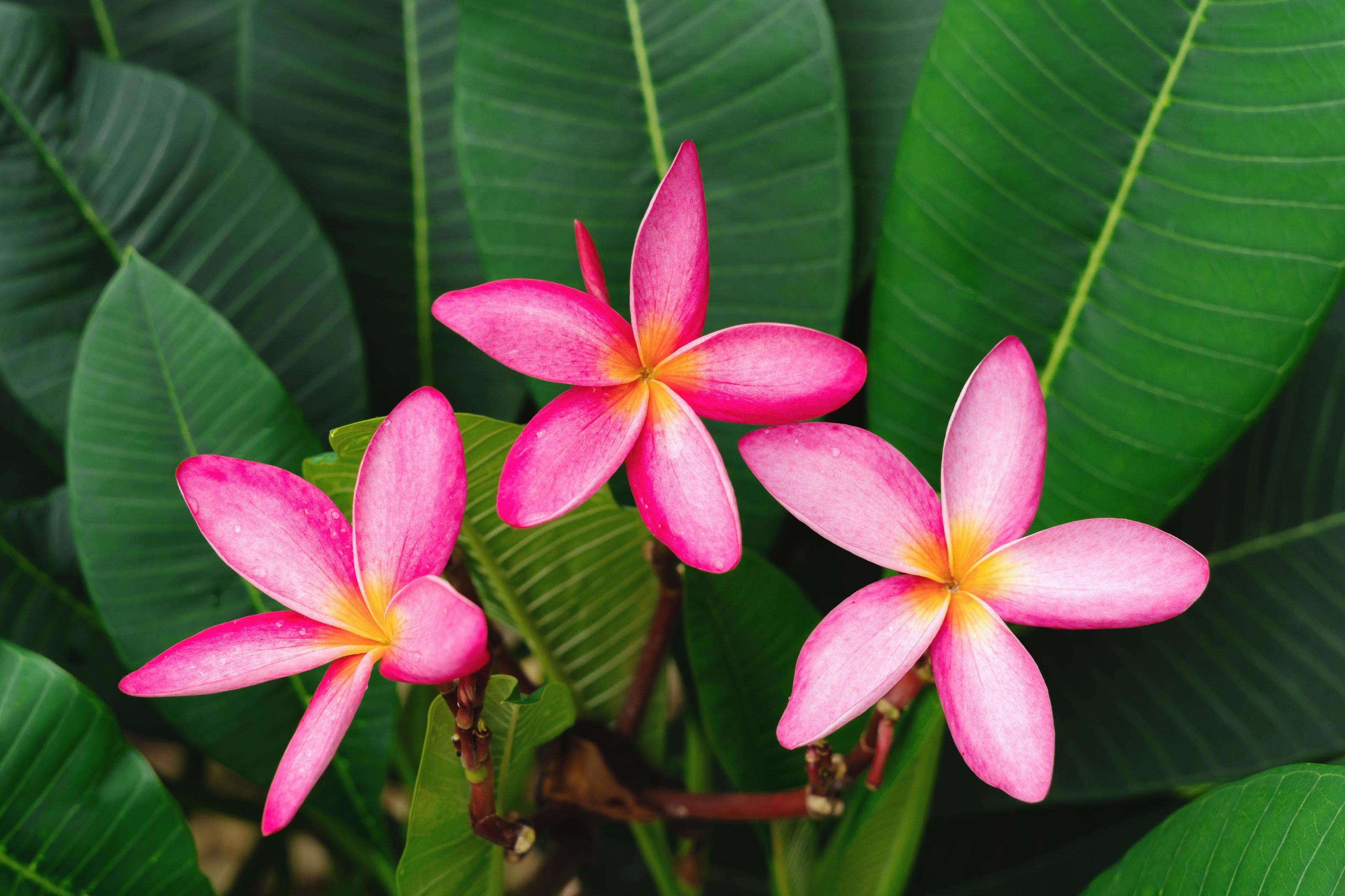 red plumeria flower on green leaf background Stock Free